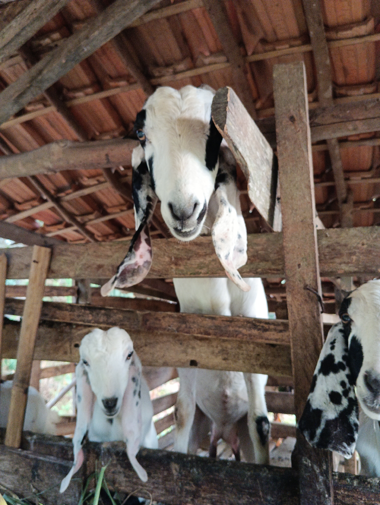 The image shows a low-angle view of three goats inside a wooden enclosure, likely a barn or stable, with a tiled roof structure visible overhead. The goats are predominantly white with black markings, particularly on their ears and faces.
The goat in the foreground, at the bottom left, is facing the camera directly and appears to be a young goat with long, floppy ears. It is positioned behind a wooden railing.
Behind the railing, in the middle ground, another goat is visible, with its head and part of its body showing. This goat is also white with black markings.
In the upper portion of the image, a third goat's head is prominent, also white with black markings. Its head is tilted downwards, and it is looking towards the camera. Parts of its ears are visible, and the overall expression is neutral.
The enclosure is constructed from rough wooden beams and planks. The roof is made of terracotta tiles supported by wooden beams. The environment appears to be rustic and rural.
The context of Pematang Jaya, Indonesia, suggests this image was taken in a rural or agricultural setting within that region.