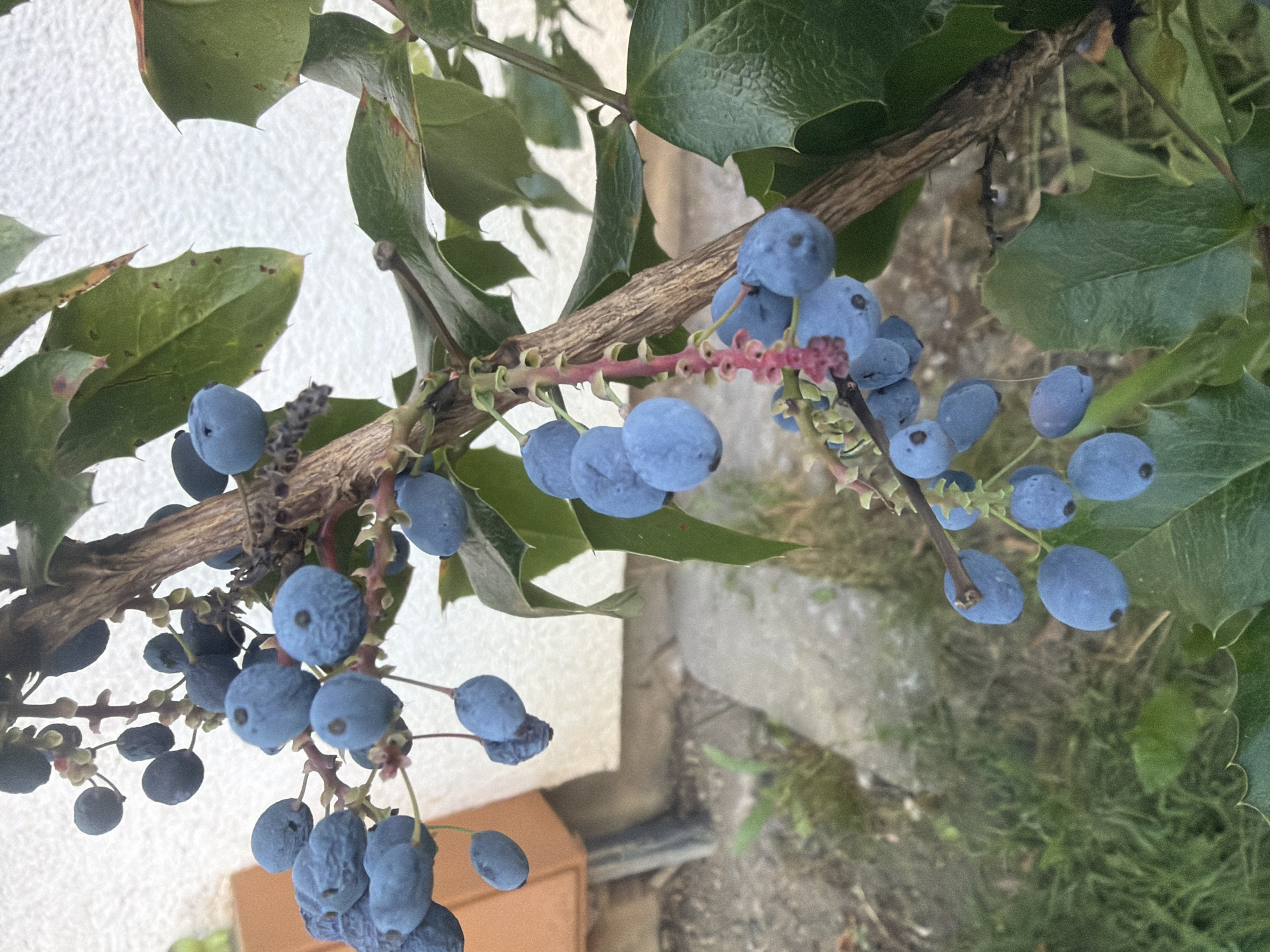 The image shows a close-up of a branch of a plant bearing clusters of small, round, blue berries. The berries are a deep blue color with a powdery bloom on their surface. They are attached to thin, reddish stems that branch out from a central, woody stem. The leaves of the plant are dark green, leathery, and have spiny edges. In the background, a white wall is visible, along with some out-of-focus green foliage and a patch of dry, grassy ground. The overall lighting suggests it is daytime, possibly overcast. There are no people or animals visible in the image. The scene is a natural setting, likely outdoors.