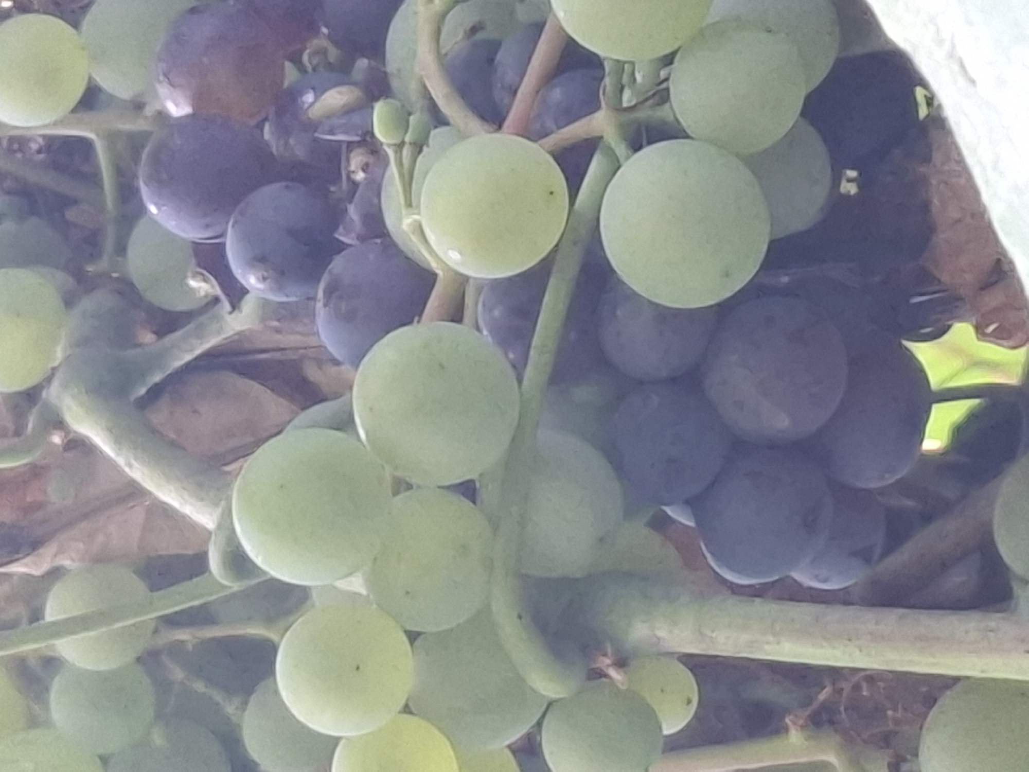 This is a close-up, vertically oriented, outdoor photograph of a cluster of ripe grapes on a vine. The grapes are a mix of light green and dark purple. The green grapes are round and plump, while the purple grapes are slightly larger and have a more oval shape. Some of the grapes are partially obscured by leaves and stems. The background is a blur of green and brown, suggesting foliage and possibly a wooden structure, typical of a garden or vineyard setting. The image does not depict any people or specific landmarks that would indicate its location in Almaty, Kazakhstan. The lighting suggests it was taken during daylight hours.