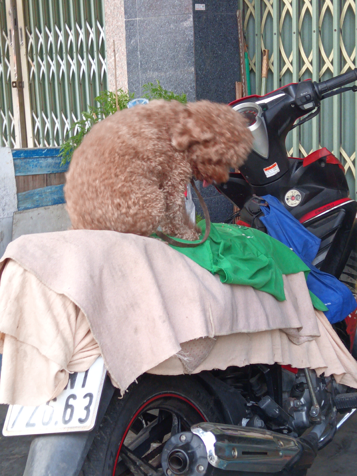 A brown poodle sits on top of a motorcycle, its body curled up and its head turned to the side. The dog is covered in a beige cloth, and a green cloth is draped over its back. The motorcycle is parked in front of a building with a metallic gate and a stone wall. The scene appears to be in a street in Nha Trang, Vietnam, as indicated by the license plate on the motorcycle which reads "71G.63". The license plate is white with black lettering. The motorcycle has a black and red body, and a chrome exhaust pipe. The building in the background has a textured stone facade and a green metal gate with a decorative pattern. There is a small plant with green leaves visible on the left side of the image. The lighting suggests it is daytime.