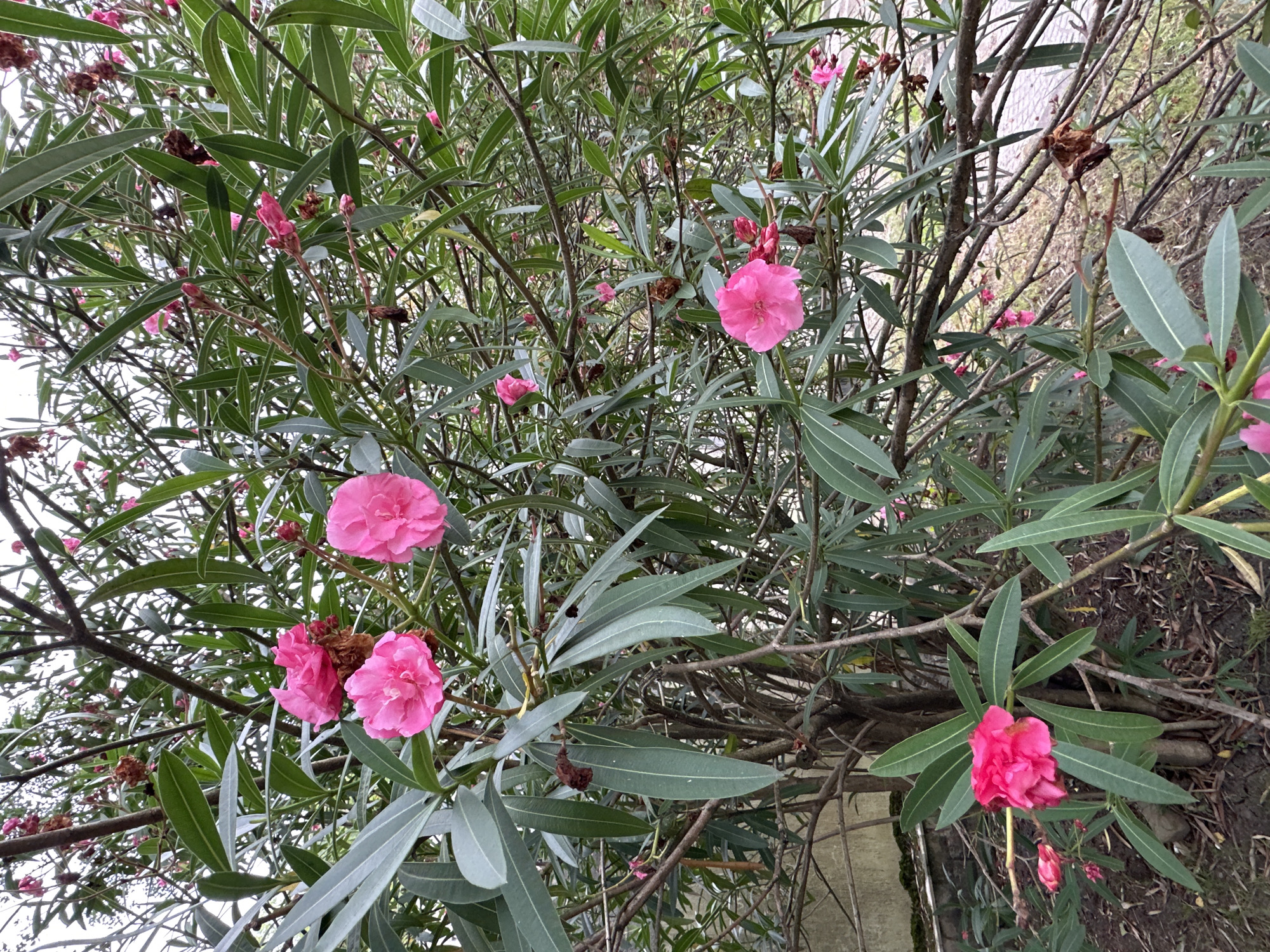 This is a medium-angle, eye-level, vertical, full-shot photograph of a blooming oleander bush with bright pink flowers and long, slender, grayish-green leaves. The bush is densely packed with branches, some of which are bare and woody. Several pink flowers are in various stages of bloom, with some appearing more open and ruffled than others. Dried brown seed pods are also visible amongst the foliage. The background is cluttered with more of the plant's branches and leaves, with a hint of a light-colored sky and what appears to be a concrete wall or structure on the left. The ground beneath the bush is covered in dirt and fallen leaves and debris. The scene is likely outdoors in an urban or suburban environment, possibly a park or garden area in Sochi, Russia, given the plant species and general aesthetic. There are no people or animals present in the image.