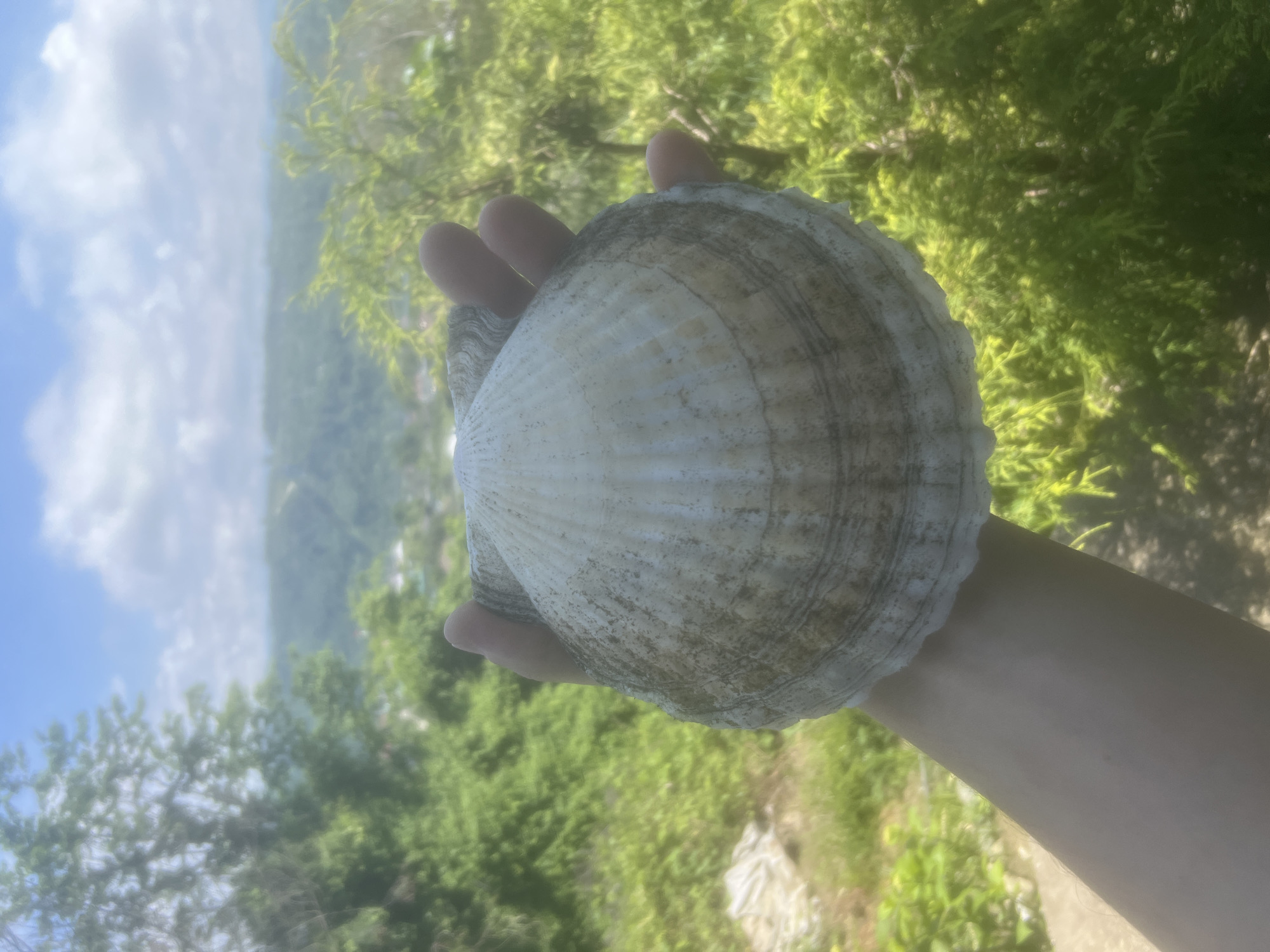 A person's hand holds a large scallop shell in front of a blurred background. The shell is predominantly white, with concentric rings of tan and brown markings along the exterior surface. The interior of the shell is a smooth, off-white color. The hand appears to be light-skinned. The background features lush green vegetation, suggesting a forest or park setting. The sky is partly cloudy. The location is unknown.
