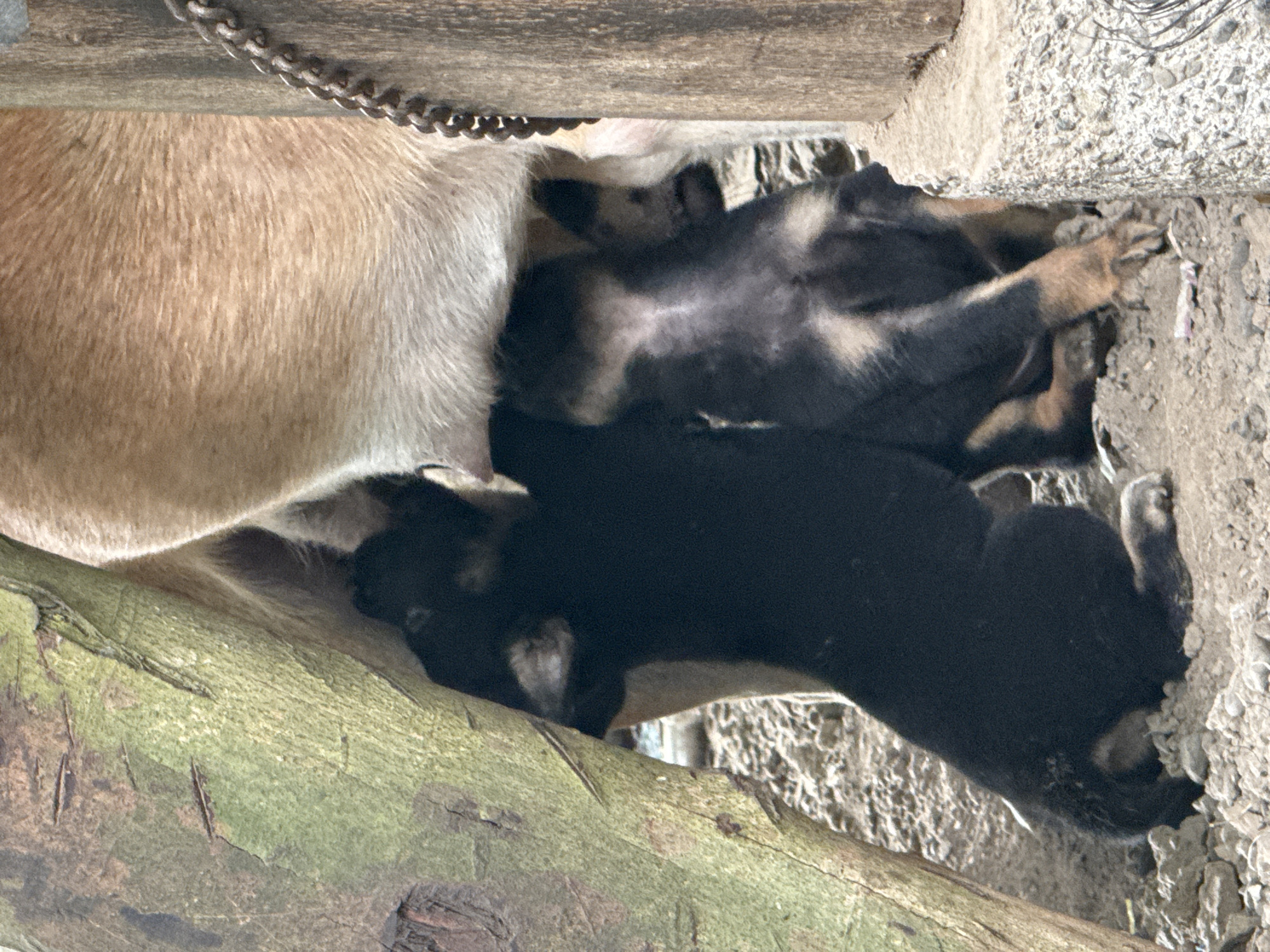 The image shows two puppies nursing from their mother. One puppy is black with tan markings on its legs and chest. The other puppy is predominantly black with some tan markings. The mother dog is a light brown color. They are positioned under a larger dog, suggesting a warm and protected environment. The ground is covered in gravel and dirt. In the background, there is a textured wooden post with a metal chain wrapped around it. A large, rough-barked tree trunk is visible on the left side of the image, partially obscuring the puppies. The scene appears to be outdoors, possibly in a rural or semi-rural area within the city of Carmen, Philippines.