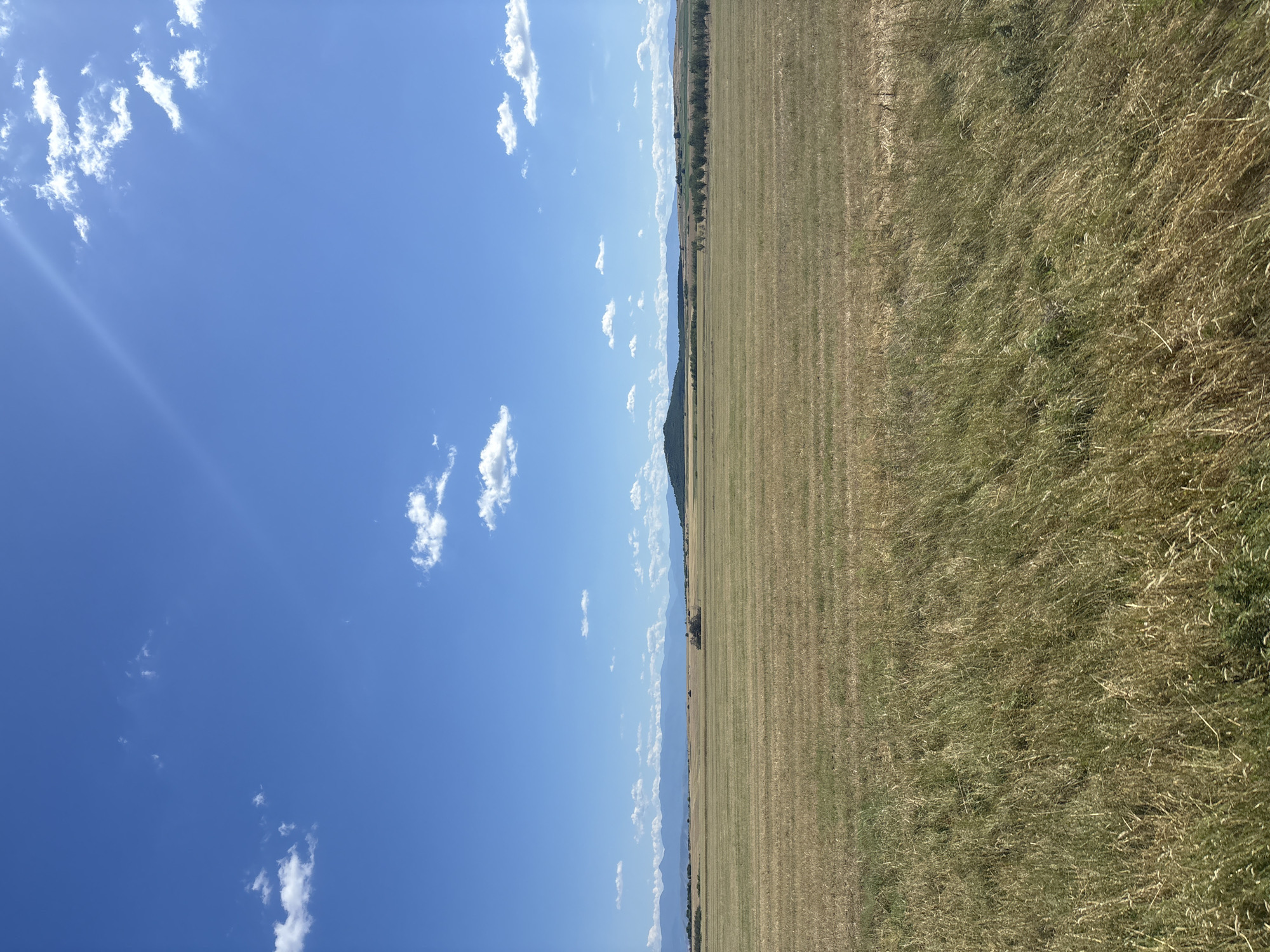 In the city of Saedinenie, Bulgaria, an expansive, sun-drenched field stretches towards a distant, hazy mountain range under a clear blue sky dotted with white, fluffy clouds. The field, predominantly covered in dry, golden-brown grass, appears to have been recently harvested, with rows of stubble indicating agricultural activity. A red tractor is visible in the middle ground, suggesting ongoing work or recent use. The foreground is filled with taller, greener grasses that sway gently, indicating a slight breeze. The overall scene depicts a rural, agricultural landscape on a bright, clear day.