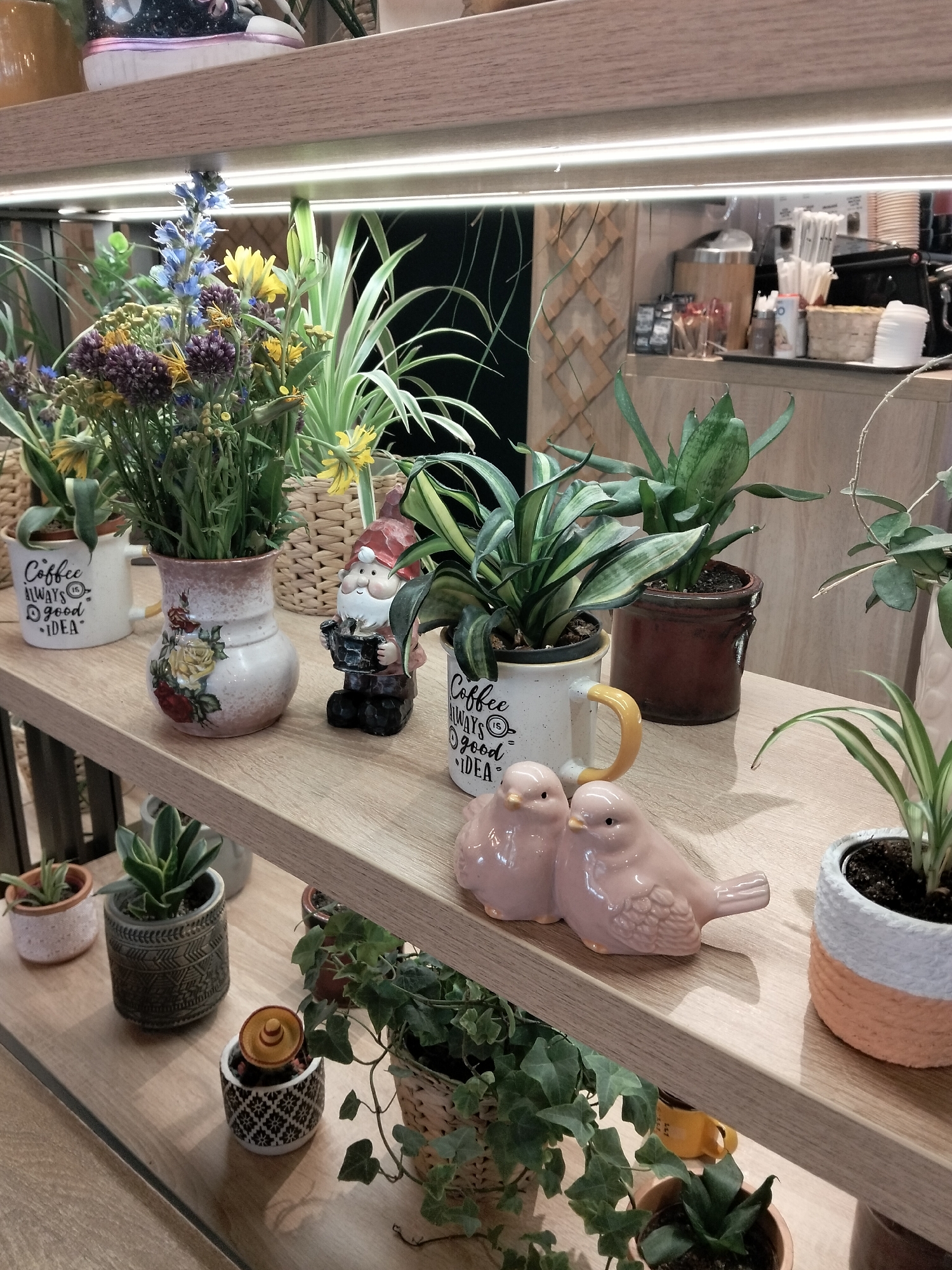 The image depicts a shelf display of various potted plants and decorative items in what appears to be a cafe or shop environment, possibly located in Peresecina, Moldova. The shelf is made of light-colored wood and is illuminated by a strip of LED lights mounted above it.
On the upper shelf, a bouquet of dried and fresh flowers, including blue and yellow blooms with some purple accents, is arranged in a speckled ceramic vase decorated with roses. To the left of the vase, a white mug with the text "COFFEE ALWAYS IS GOOD IDEA" is visible, containing a plant with long, thin leaves. Next to the flower vase and mug, a small garden gnome figurine with a red hat and beard is placed, holding a watering can. To the right of the gnome, a snake plant in a dark brown pot is prominent. Another white mug with the same "COFFEE ALWAYS IS GOOD IDEA" text is also present, and a pair of pink ceramic birds are positioned in front of it. A potted spider plant in a decorative white and orange woven pot is seen to the far right.
The lower shelf displays a collection of smaller potted plants and decorative objects. Starting from the left, there's a small succulent in a terracotta pot with a white textured rim. Next to it, a plant in a dark gray cylindrical pot with an intricate geometric pattern. Further to the right, a small pot with a patterned design holds a plant topped with a yellow sombrero-like object. A lush green ivy plant spills out of a woven basket in the center of the lower shelf. Below the ivy, a small succulent is planted in a terracotta pot. In the background, partially visible, are cafe-related items like stacked cups, straws, and a coffee machine, suggesting the location is a commercial establishment. The overall ambiance is cozy and decorative, with a focus on greenery and charming accents.