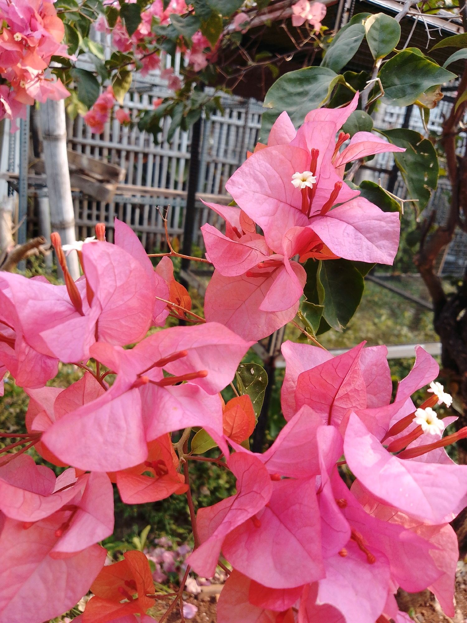 The image shows a cluster of vibrant pink bougainvillea flowers in the foreground, with their delicate papery bracts in full bloom. Some of the flowers have small white centers, while others display hints of orange and red. The background is slightly blurred, revealing more of the plant with green leaves and branches. Behind the foliage, a white picket fence can be seen, and further in the distance, there is a hint of greenery, suggesting an outdoor garden or park setting. The lighting suggests it is daytime, with sunlight illuminating the flowers. The image does not contain any people, and no specific location within Cikal, Indonesia can be identified from the visual information provided.