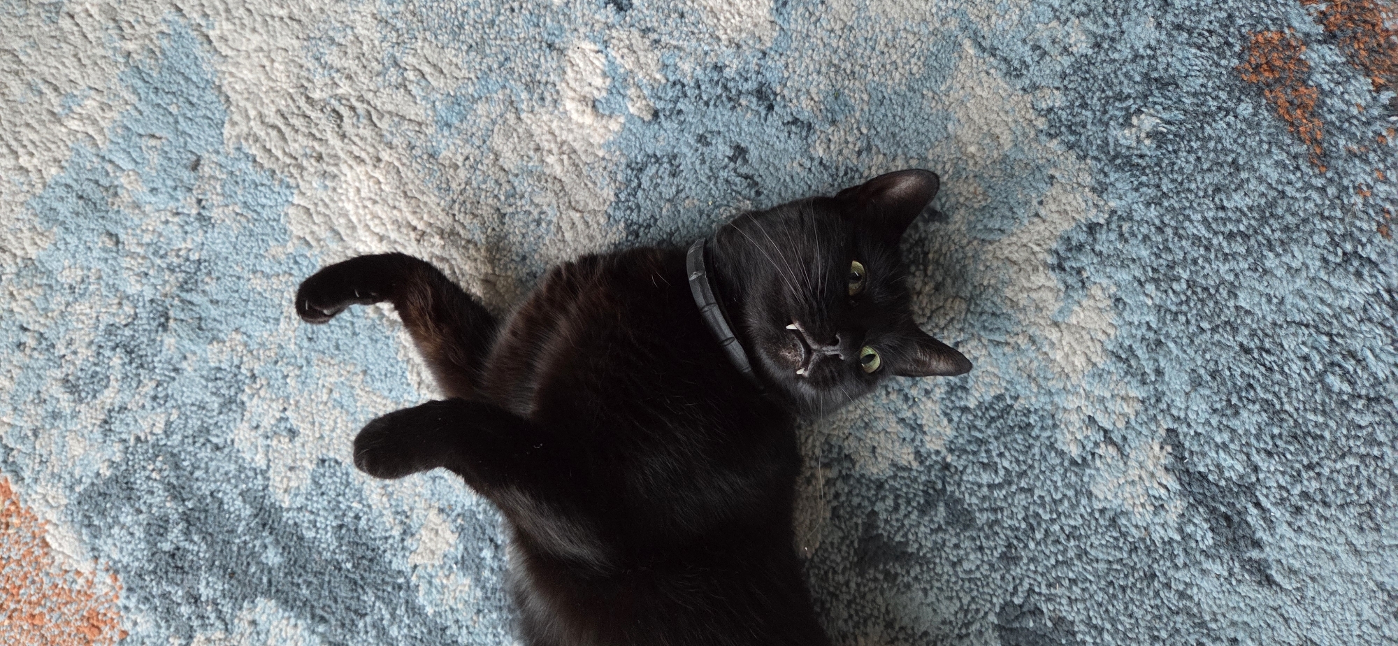 A black cat with green eyes and prominent fangs is lying on its back on a blue and white patterned rug. The cat is wearing a black collar and its paws are raised in the air. The image is taken from a high angle, looking down at the cat. The scene appears to be indoors, with no indication of an outdoor environment or specific location within Eeklo, Belgium.