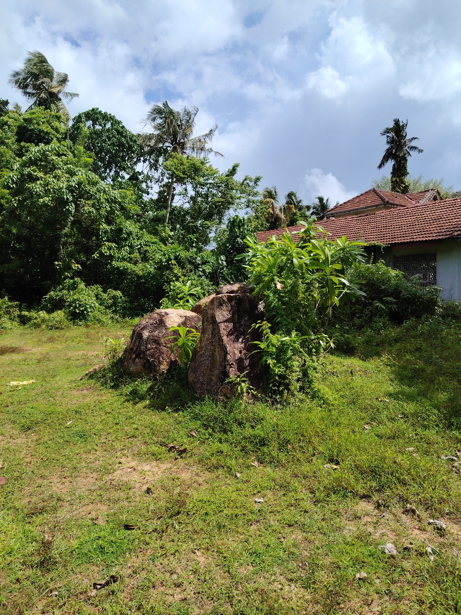 This image captures a vibrant outdoor scene dominated by lush greenery and natural elements under a bright, cloudy sky. In the foreground, a patch of uneven grass and bare earth stretches across the bottom of the frame, showing variations in texture and color. Two prominent, large reddish-brown rocks are situated centrally, partially overgrown with small green plants and casting distinct shadows, indicating a sunny day.
Behind the rocks, the midground is densely packed with various green bushes and trees, creating a rich tapestry of foliage. To the right, a traditional-style house with a distinctive reddish-brown tiled roof is partially visible, nestled amidst the vegetation. The house features a white or light-colored wall and a window with an ornate, possibly carved or latticed, screen.
The background is filled with a dense forest of tall trees, including several palm trees whose fronds are swaying, suggesting a gentle breeze. The sky above is a bright blue, adorned with scattered, fluffy white clouds. The overall impression is one of a serene, tropical or subtropical landscape, possibly a rural or semi-rural setting. There are no people visible, nor any discernible activity or visible text in the image.