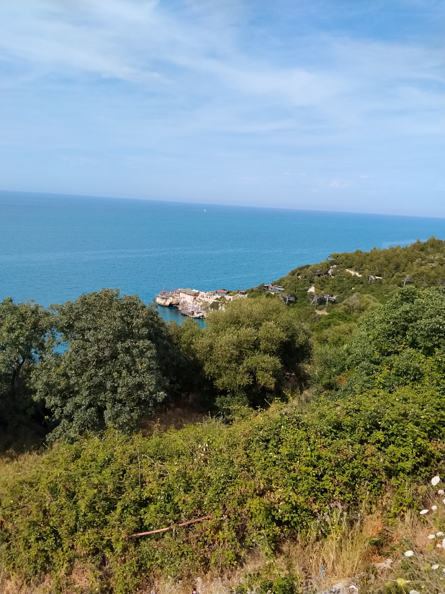 The image presents a panoramic view of a coastal landscape identified as being in Vico del Gargano, Italy. The upper portion of the frame is occupied by a clear, light blue sky featuring scattered, wispy white clouds. Below the sky, a vast expanse of tranquil, deep blue ocean water extends across the middle ground. A single small white sailboat is visible as a distant point on the water towards the right side.
The coastline is prominent, with a densely vegetated hillside sloping downwards towards the sea from the right side of the image. This hillside is covered with a variety of green trees and shrubs. Several structures, presumably buildings, with light-colored roofs (some reddish-brown, others tan) are nestled into the hillside vegetation. A winding path or track is discernible among the trees on the slope.
Towards the center-left, a distinct rocky promontory juts into the ocean. This landform hosts multiple human-made structures, including buildings with flat, light-colored roofs and what appear to be wooden platforms or docks extending into the water. The water immediately surrounding this promontory exhibits a lighter turquoise coloration.
The immediate foreground of the image is dominated by thick green foliage, primarily shrubs and bushes, with the canopy of a large tree visible on the far left. Patches of dry, light-brown grass and exposed earth are present among the lower vegetation. No individuals, explicit actions, or interactions are visible within the frame. The scene is illuminated by natural daylight.