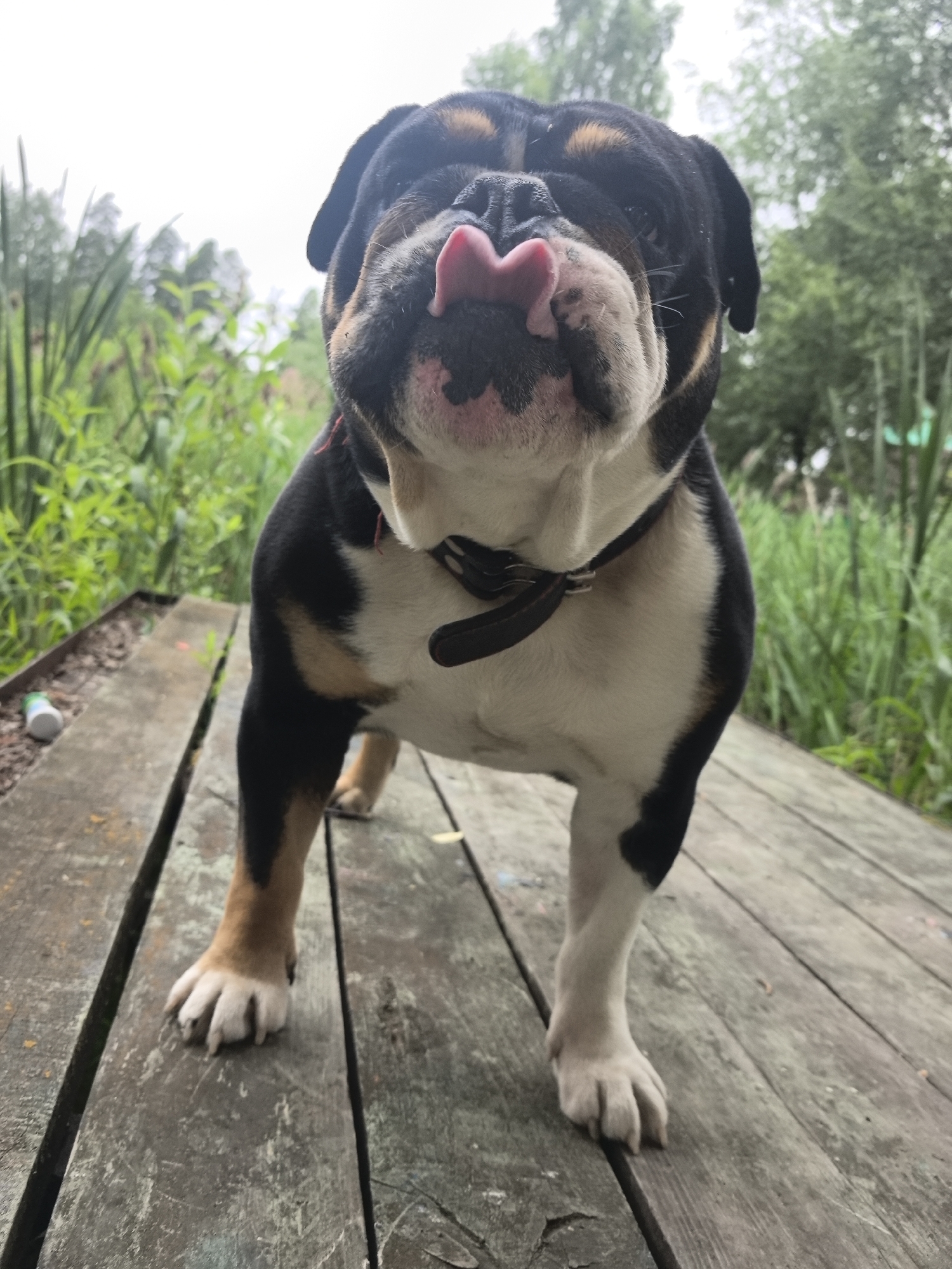 An English Bulldog is positioned on a wooden deck in Noviy, Russia, with its tongue sticking out and touching its nose. The dog has black, white, and tan markings. It is wearing a dark collar. The background consists of lush green foliage, reeds, and trees under an overcast sky. The wooden deck appears weathered. A white and green cylindrical object is visible on the deck to the left of the dog.