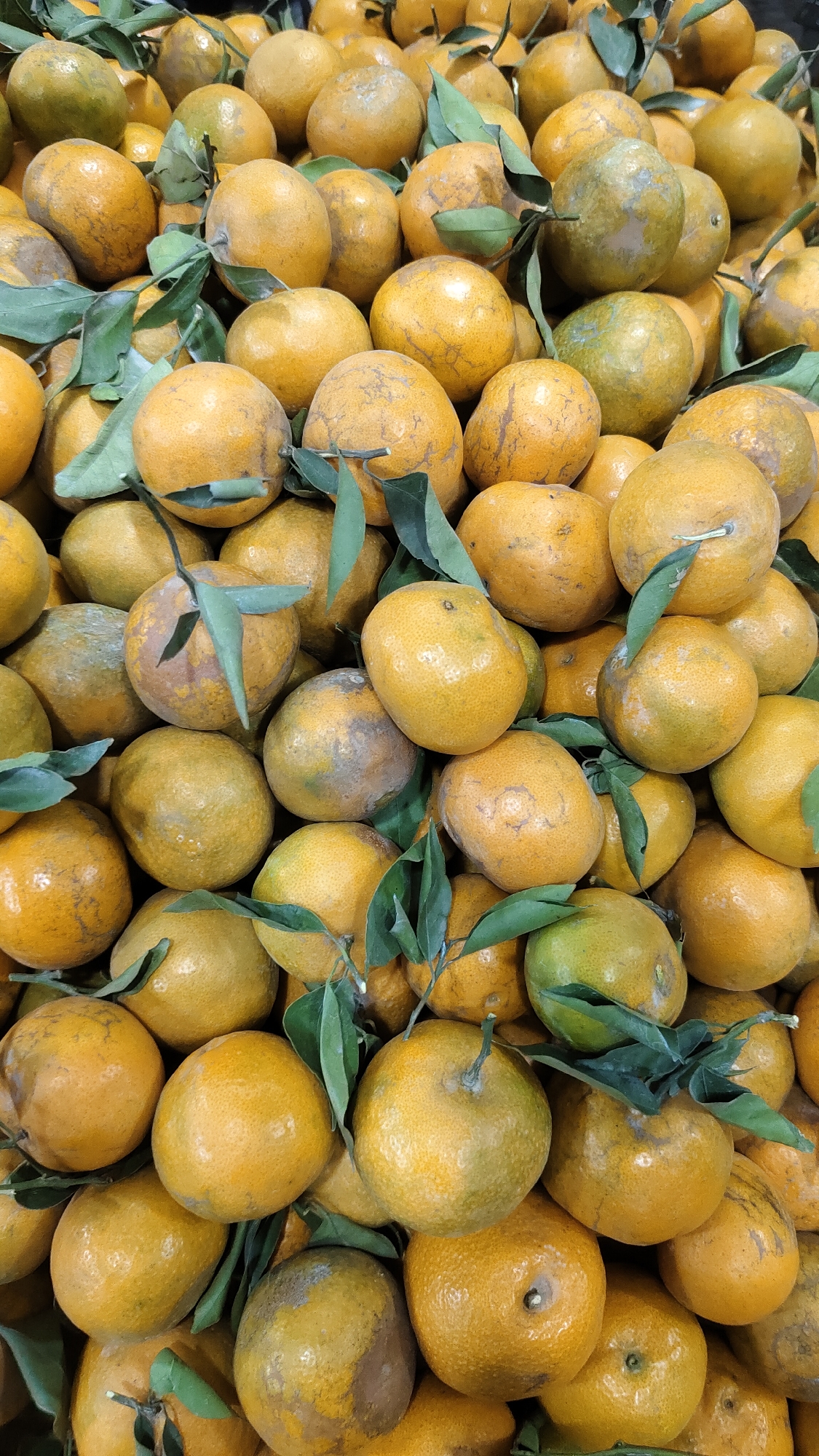 A close-up, overhead shot shows a large pile of fresh, unpeeled tangerines with some green leaves still attached. The tangerines are primarily orange with some greenish and brown spots, indicating they are likely ripe and possibly have minor blemishes. The lighting is even, and the focus is sharp, highlighting the texture of the fruit's rind. This image was likely taken at a fruit market in Malang, Indonesia, given the common availability and appearance of tangerines in such locations.