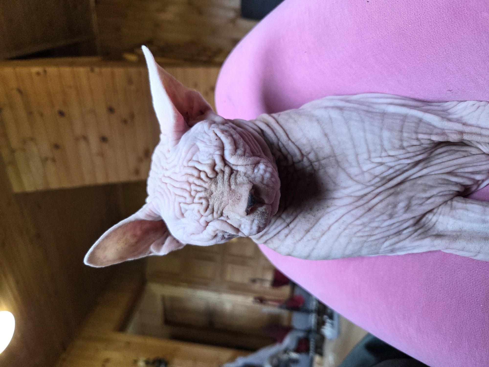 A hairless Sphynx cat with wrinkled pink skin is sitting on a person's lap, which is covered by a bright pink garment. The cat is facing forward with its eyes closed and its large ears are tilted slightly. The background appears to be an interior space with wooden paneled walls and a light fixture. The setting is the city of Volgograd, SNT Voskhod (Frolovo), Russia.