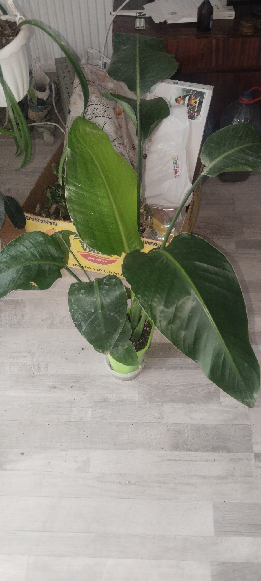The image shows a large potted plant with broad green leaves indoors, likely in a residential setting. The plant is in a light green plastic pot, which is inside a clear plastic outer pot. The background features a wooden floor with a light gray, weathered plank pattern. Behind the plant, a cardboard box with the word "BANANAS" and an image of bananas is visible. Further in the background, there is a wooden piece of furniture, possibly a shelf or dresser, with various items on it including papers, a dark bottle, and other indistinct objects. The overall lighting suggests an indoor environment with artificial or diffused natural light. The specific location of Mariupol, Ukraine, cannot be determined from the visual information provided in the image.