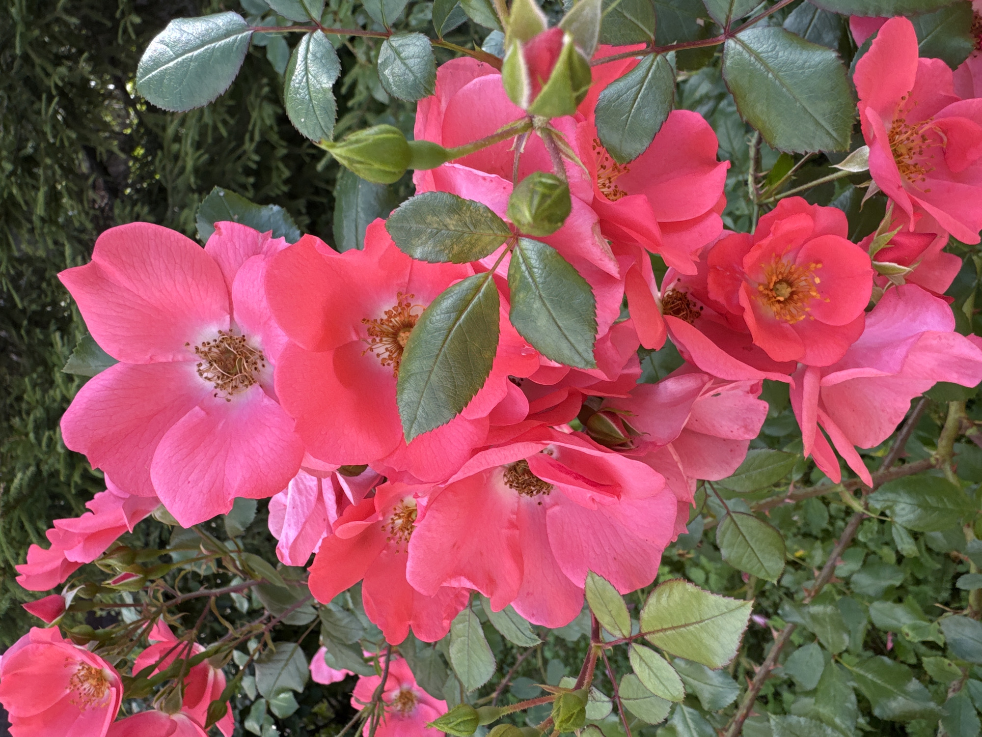 A cluster of vibrant pink roses is in full bloom, set against a backdrop of dark green foliage. Several roses are open, revealing their delicate petals and prominent stamens, while others are in bud form, their green casings tightly closed. The leaves of the rose bushes are a deep green, some showing slight variations in color. The overall impression is one of natural beauty and abundance. The image appears to be a close-up shot, focusing on the intricate details of the flowers. The lighting suggests it was taken outdoors, likely during daylight hours. The scene is devoid of any human presence. There is no information available to determine the specific location within Saint Petersburg, Russia, or any other geographical context.