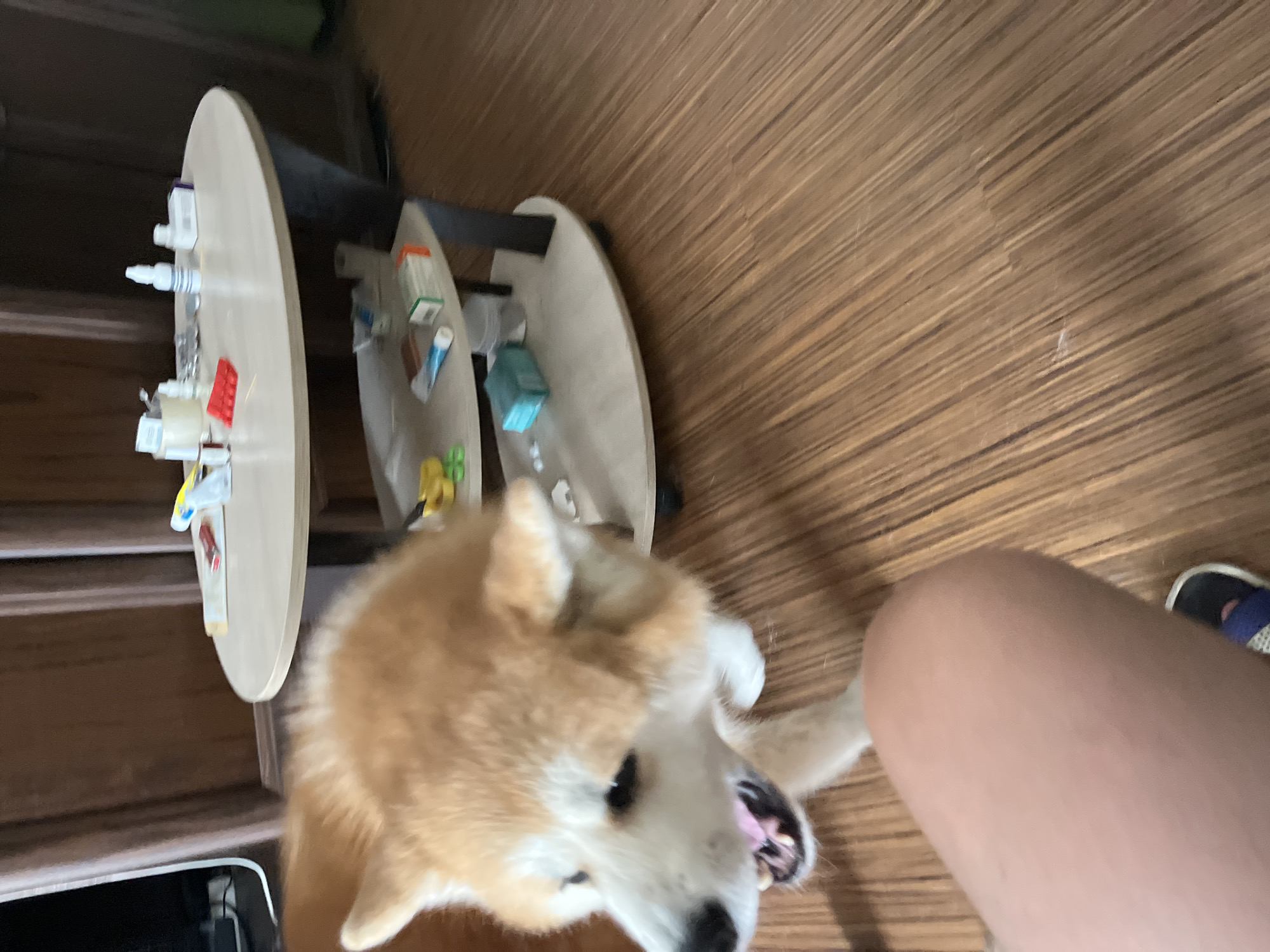 A shiba inu dog is captured in a medium shot from a low angle, its head and shoulders filling the left side of the frame. The dog has light brown and white fur and its mouth is open, revealing its pink tongue and teeth. The background consists of a two-tiered, oval-shaped table laden with various items, including bottles of medication, pills in blister packs, and small boxes. The table is positioned on a light-colored wooden floor. The overall lighting is dim. The setting appears to be indoors, possibly in a home environment. There is no identifiable context to suggest the city of Minsk, Belarus.