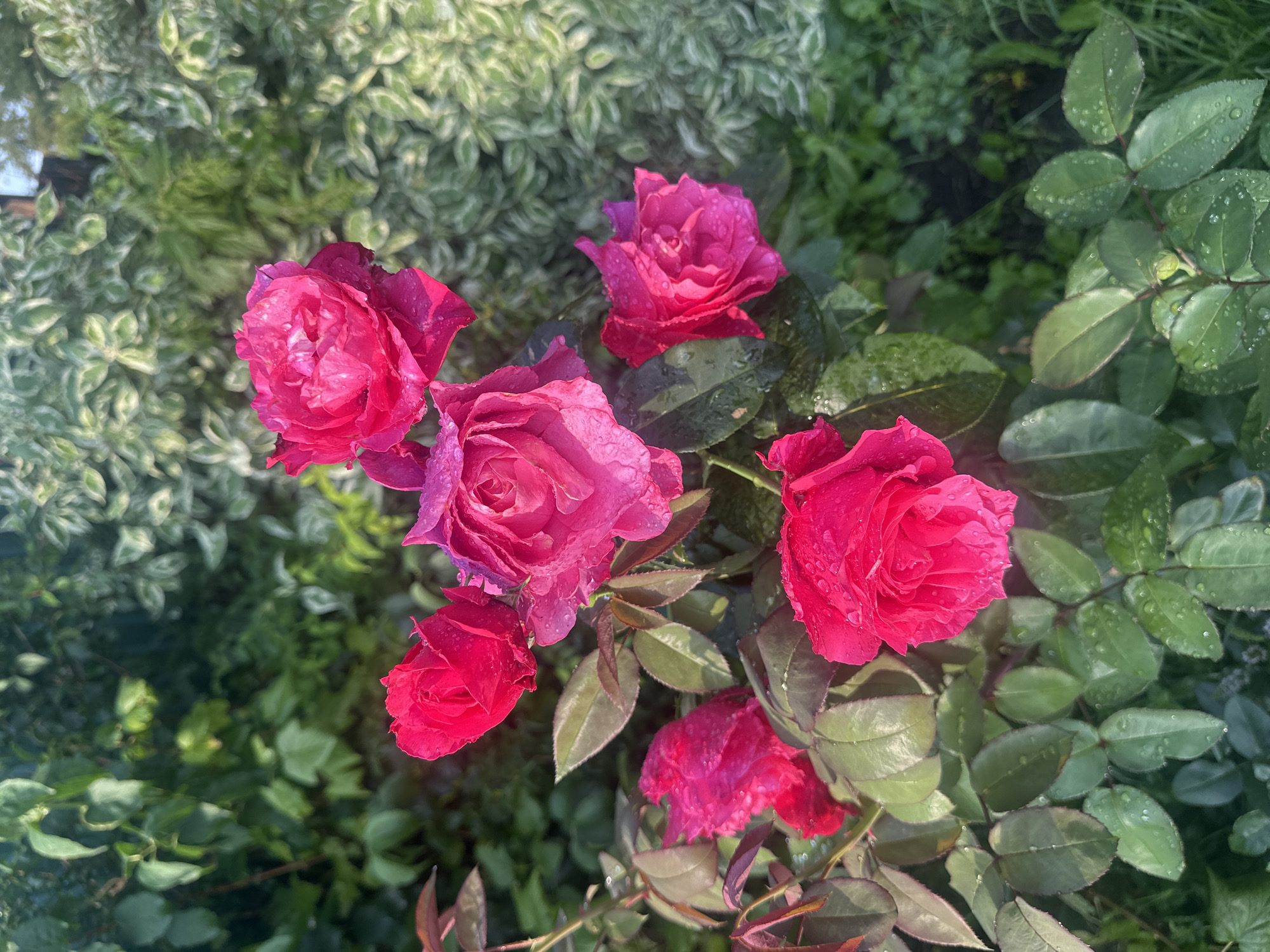 A close-up, eye-level, outdoor shot captures a cluster of vibrant pink roses with dew drops glistening on their petals and leaves. The roses are in full bloom, with some petals slightly unfurled. The background is a blur of lush green foliage and a variegated shrub with white-edged leaves, suggesting a garden setting. The lighting indicates it is daytime, possibly early morning or late afternoon, with sunlight filtering through the leaves, creating a soft, diffused illumination. The image is static, with no discernible action or human presence. The scene is calm and natural, evoking a sense of natural beauty and tranquility. The location is identified as Staritsa, Russia.