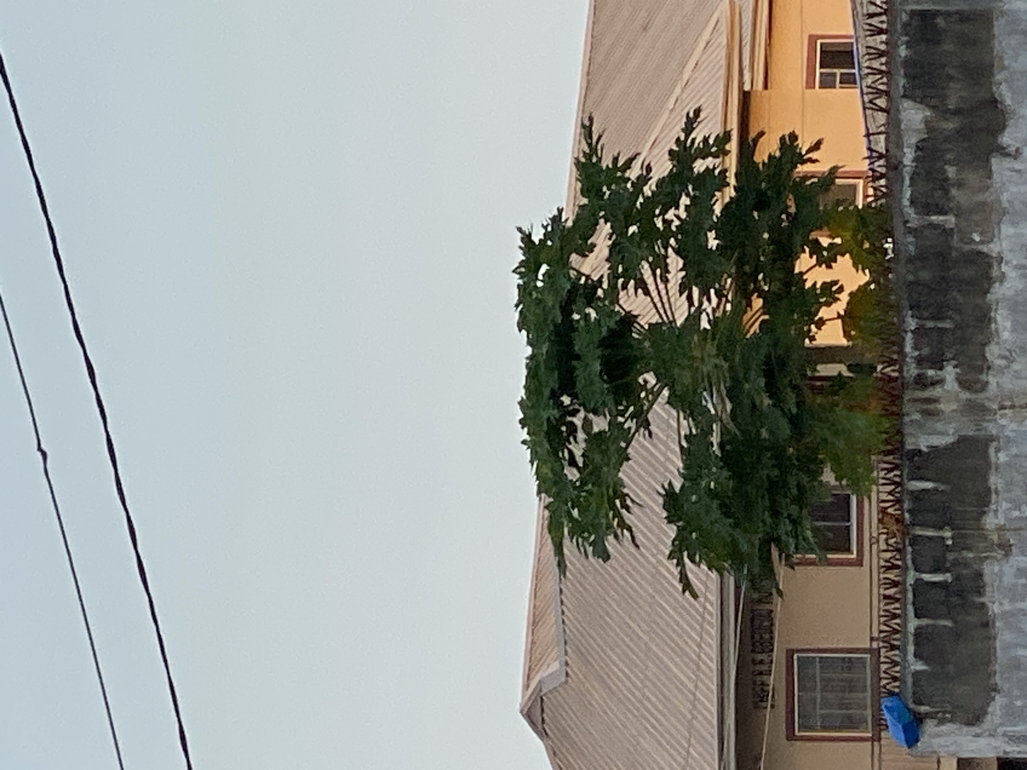 The image captures a static scene in Badagry, Nigeria, showcasing a blend of natural elements and urban structures under a bright, clear sky. Two dark power lines extend diagonally across the upper left portion of the frame, set against the pale, almost white sky.
Dominating the lower-right and central-right sections are various building facades and a prominent tree. A building on the left features a light-colored, possibly corrugated roof with distinct diagonal striped patterns. Behind a significant portion of vibrant green foliage, a multi-story building with a light tan or beige exterior is visible, featuring multiple rectangular windows with dark frames. The tree itself is lush with broad, lobed leaves, suggesting a tropical species like a papaya tree. To the far right, an older, roughly textured wall, possibly concrete or brick, exhibits darker, uneven patches and an ornate, zigzag-patterned decorative element along its upper edge. A small blue object, possibly a piece of fabric or plastic, can be seen hanging or resting near the bottom of this wall.
The time of day appears to be daytime, with soft, even natural light illuminating the scene, indicating no harsh shadows. There are no visible people or discernible activities taking place. The architectural styles and vegetation are consistent with the provided location context of Badagry, Nigeria. No visible text is present in the image.
