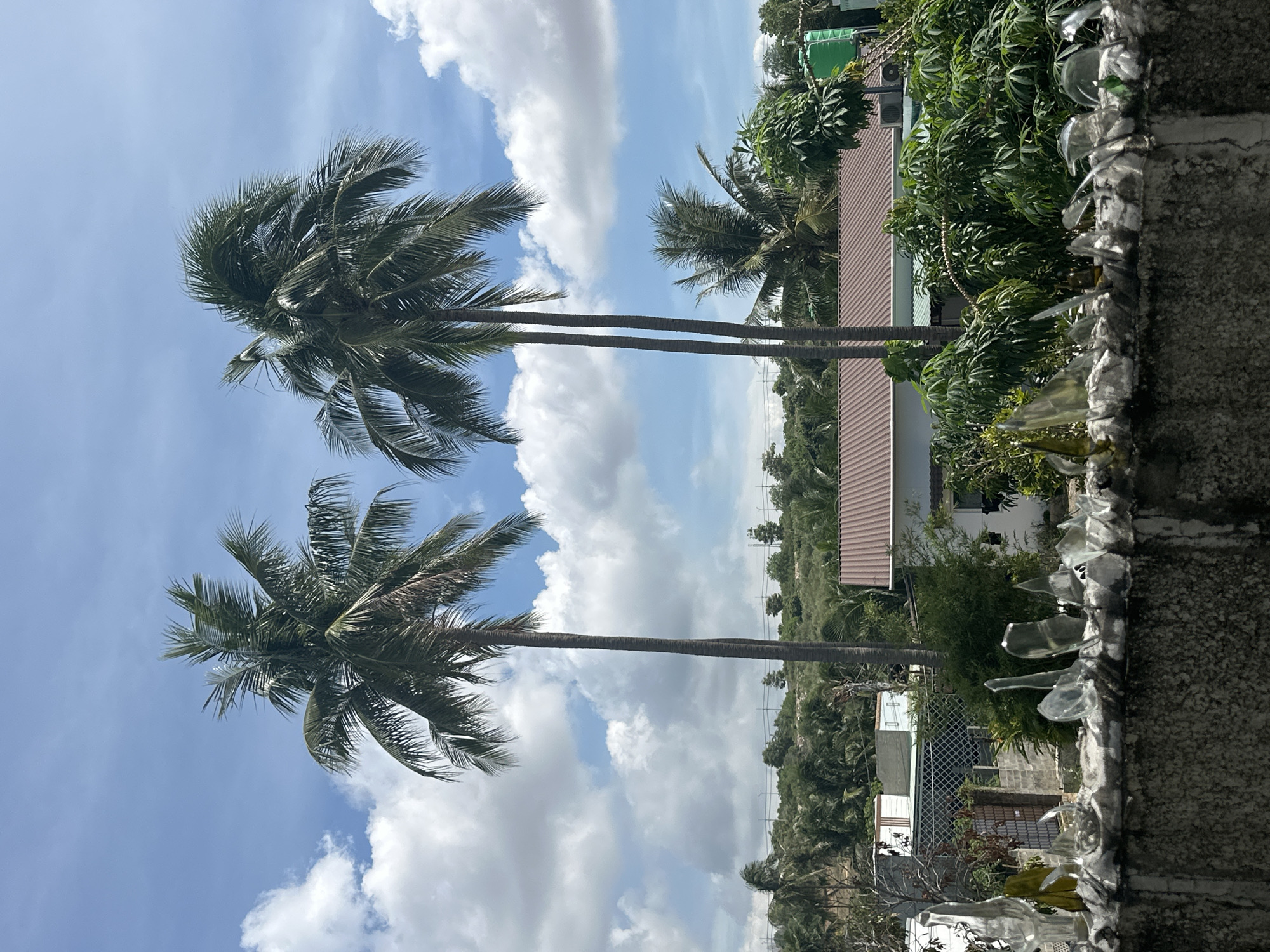 In an outdoor scene on a sunny day, two tall palm trees stand prominently against a backdrop of blue sky with fluffy white clouds. The trees are positioned in the center-left of the frame, with their fronds swaying gently. In the middle ground, a residential area is visible, featuring a house with a reddish-brown tile roof. The house has white walls and a few windows. Surrounding the house are lush green trees and vegetation. In the foreground, a rough, textured wall is topped with sharp pieces of broken glass, likely installed as a security measure. Beyond the residential area, a dense line of trees stretches towards the horizon, suggesting a rural or suburban setting. The overall atmosphere is that of a tropical or subtropical environment.