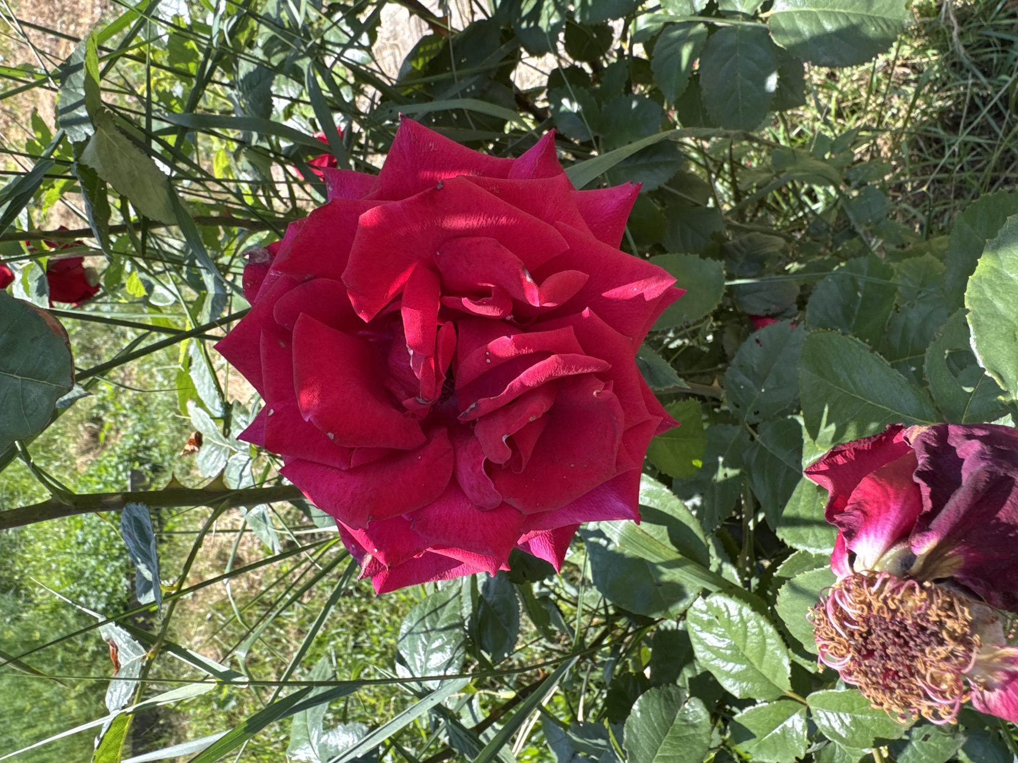 This is a close-up, eye-level, outdoor, daylight photograph of a vibrant red rose in full bloom. The rose is the primary subject, positioned in the center of the frame, with its petals unfurled in a swirling pattern. Behind the rose, a dense green foliage of leaves and stems is visible, suggesting a rose bush. Some grass and dried plant material are present in the background, indicating a garden or natural setting. To the bottom left of the frame, a wilting, faded rose bud with visible stamen is partially visible. The lighting suggests a sunny day, casting subtle shadows on the petals and leaves. The photograph does not contain any people or signs of human activity. The location in Rozdilna, Ukraine, is not discernible from the image itself.