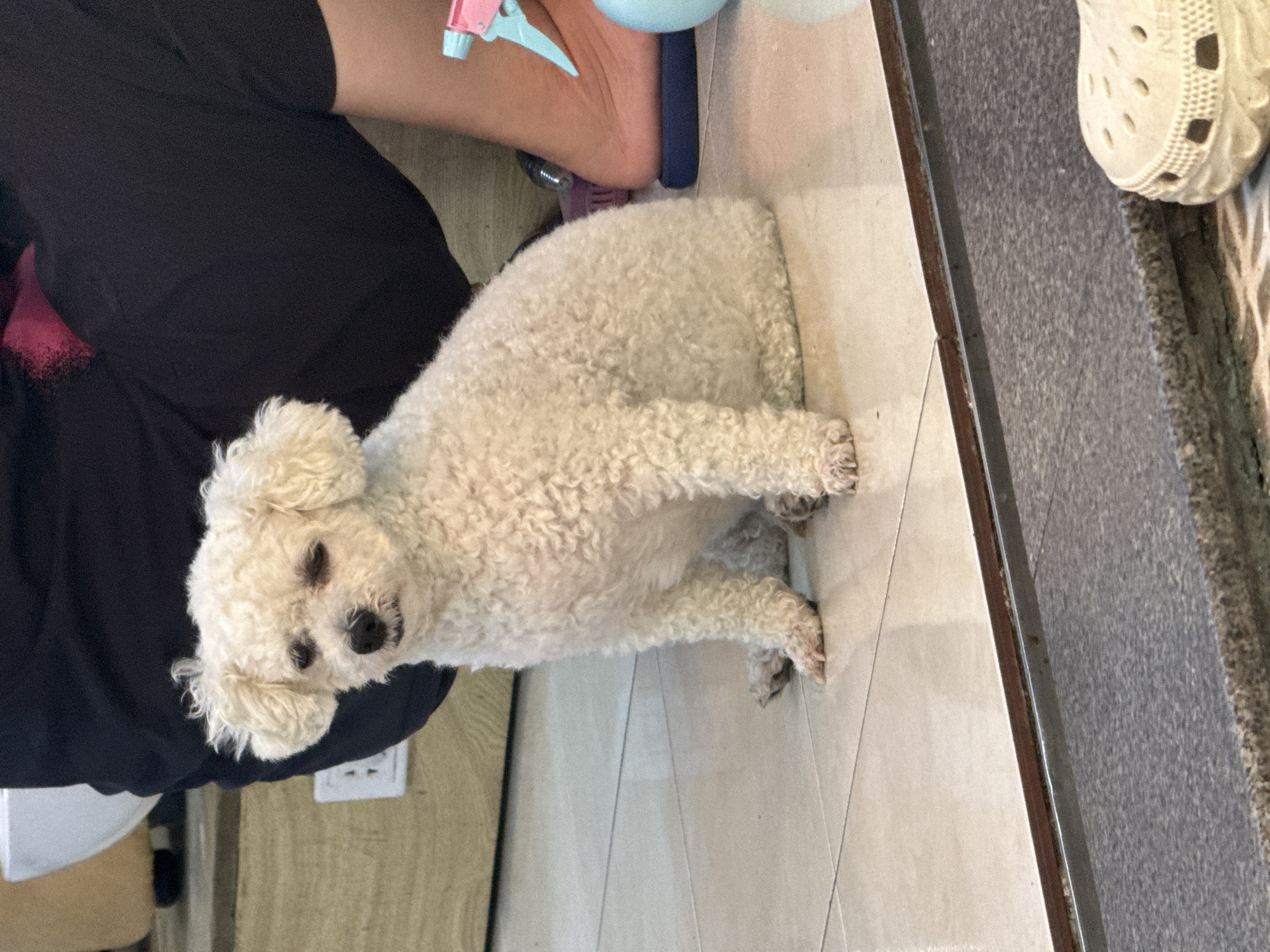 A small, white, curly-haired dog is sitting on a light-colored tiled floor. Part of a person wearing black clothing is visible to the left of the dog. A second person's leg is visible with a light blue and white object. A dark metal strip borders the tile floor, separating it from a gray rug. A white Croc-style shoe is visible in the upper right corner of the image. The environment appears to be inside a home. Information is insufficient to determine if the scene is in Đà Nẵng, Vietnam.