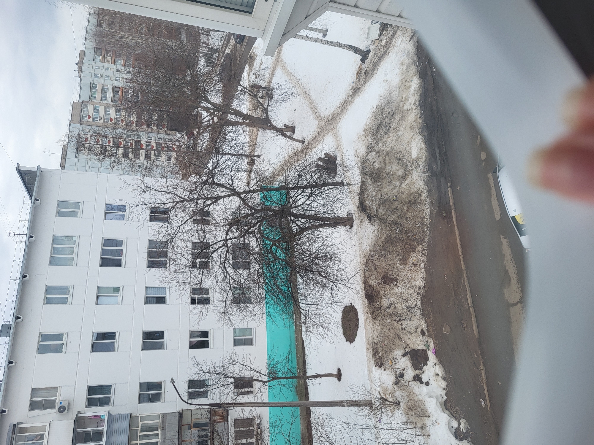 A high-angle view, possibly from an apartment window, depicts a wintry cityscape in what appears to be the city of Chaikovsky, Russia. The scene includes multi-story residential buildings, bare trees, snow-covered grounds, and sections of a street or roadway.
A white, rectangular building with multiple rows of windows occupies the left side of the frame. To the right of this building is an open area covered in snow with visible dirt and debris. There are several leafless trees scattered across the area. A turquoise sheet or material is positioned along the base of some of the trees.
In the background, another multi-story building is visible, suggesting a densely populated residential area. The sky is overcast. The roadway is wet and appears to have melting snow along the edges. A blurred object, possibly a hand, is visible in the foreground on the right side of the frame.
