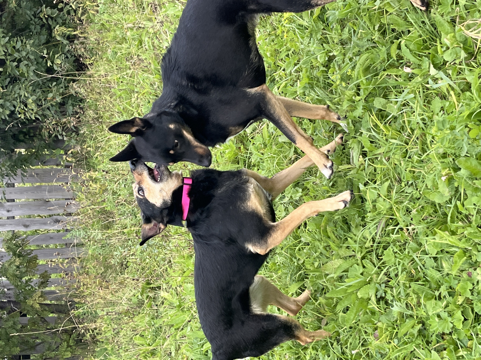 Two dogs, one black and tan with a pink collar and the other predominantly black, are engaged in play in a grassy outdoor area, possibly a backyard or park. The dogs are standing facing each other, with the black and tan dog appearing to nip at the muzzle of the other. The background consists of a wooden fence and overgrown vegetation. The scene suggests a casual, unposed moment between the animals. The location is identified as Nizhny Tagil, Russia, though no specific urban landmarks are visible in the image to confirm this.
