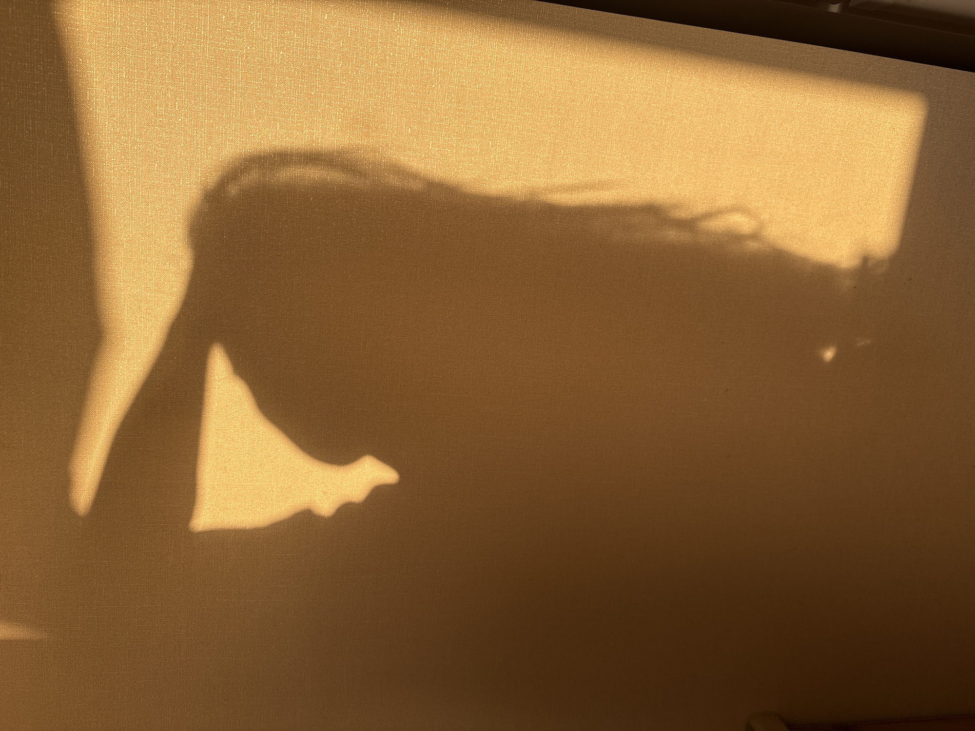 The image shows the silhouette of a person's head and shoulders cast as a shadow on a textured, orange-yellow surface, possibly a wall or fabric. The shadow is illuminated by warm, direct light, creating a strong contrast. The person's head is tilted back, and their hair appears long and flowing. There are also small, bright light reflections on the surface, suggesting the light source is strong and possibly reflecting off something. The scene appears to be indoors, with a possible hint of a vertical edge on the right side of the image, suggesting a corner or a frame. There is no discernible information in the image to suggest the location in the city of Засечное, Russia.
