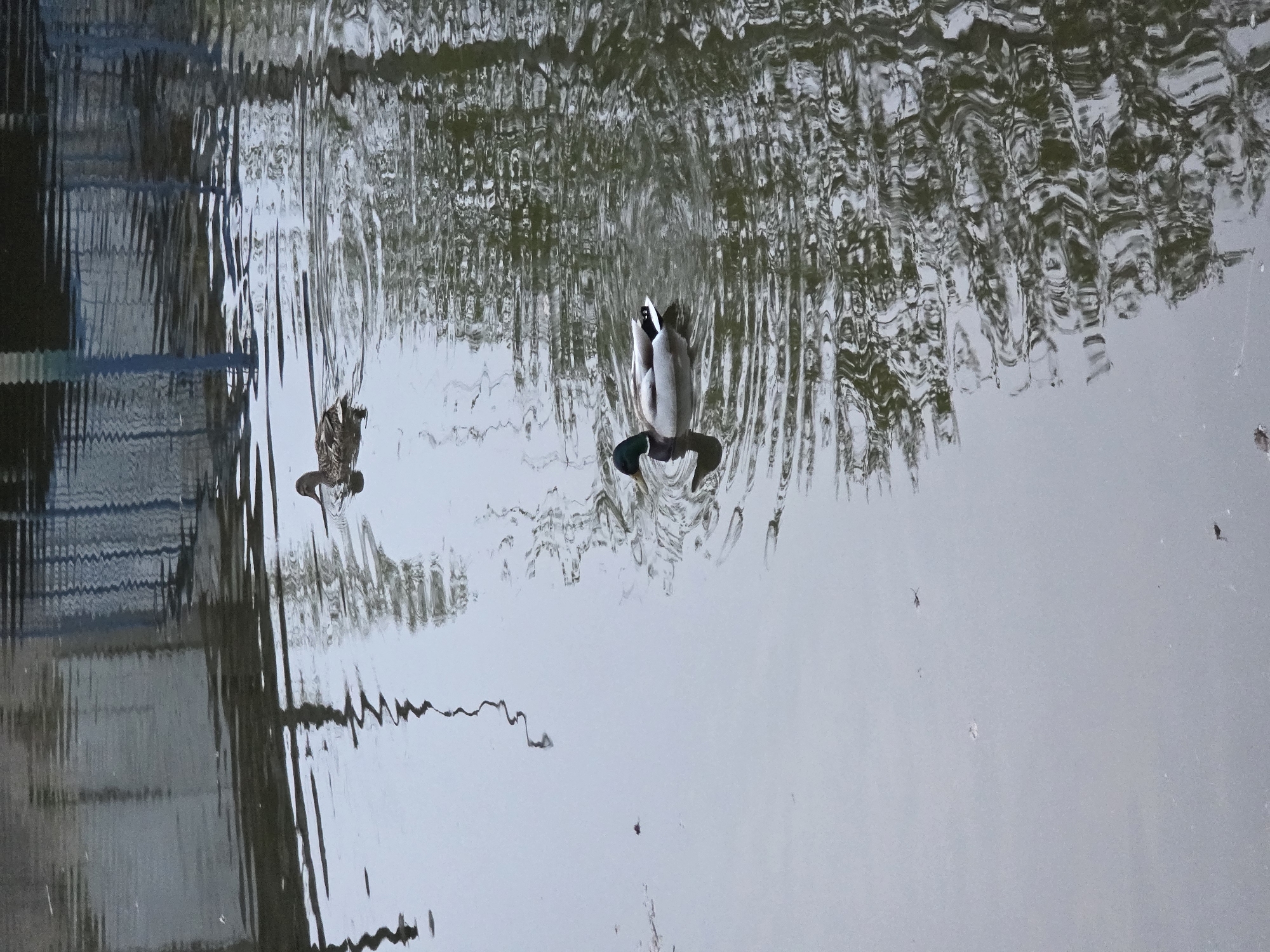 The image depicts two ducks swimming in a body of water, possibly a pond or lake, in the city of Chaikovsky, Russia. The water surface is rippled, reflecting the surrounding environment, including what appears to be a building or structure on the left. One duck is positioned head-down, dabbling in the water, while the other is swimming upright. There are some scattered debris on the water surface.