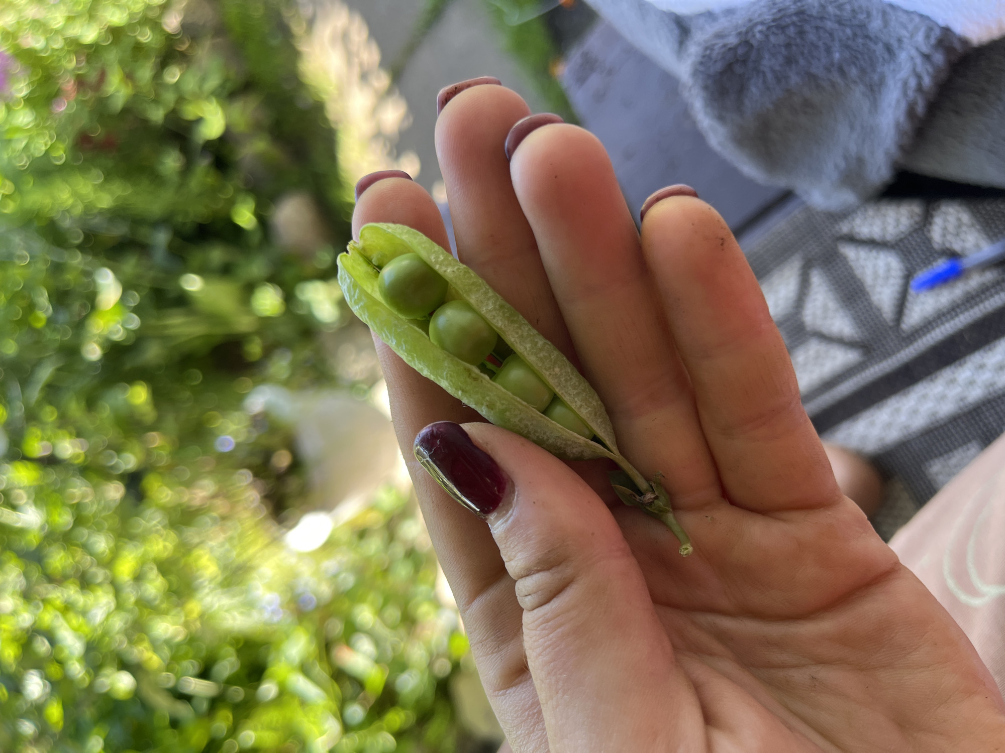 A hand, with dark red nail polish on its thumb and fingers, holds a single, partially opened pea pod containing three green peas. The hand and pea pod are in the foreground, with a blurred background of lush green foliage, suggesting an outdoor setting. The overall impression is one of fresh produce and a natural environment. The specific location in Дунілавіцкі сельскі Савет, Belarus cannot be determined from the image.