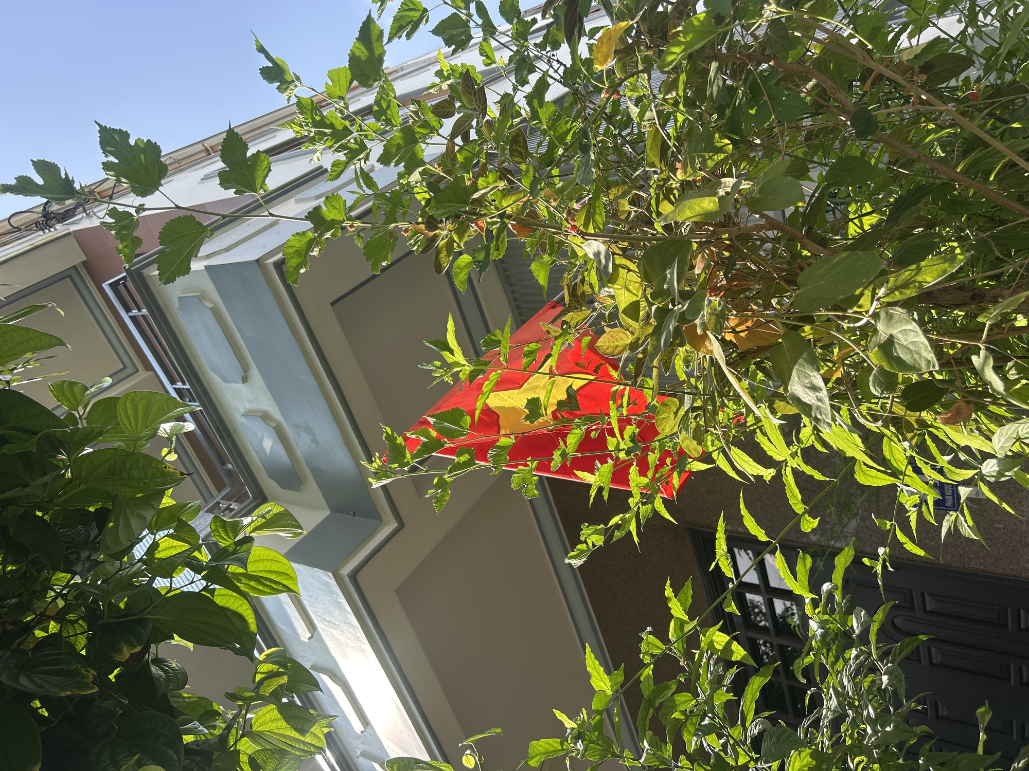 Viewed from below, a flag of Vietnam is affixed to the facade of a building in the city of Bắc Nha Trang. The red flag, emblazoned with a yellow star, is partially obscured by a dense canopy of green foliage, possibly a tree or vine. The building's architectural elements, including a doorway and window, are visible behind the greenery. The sky is clear and blue.