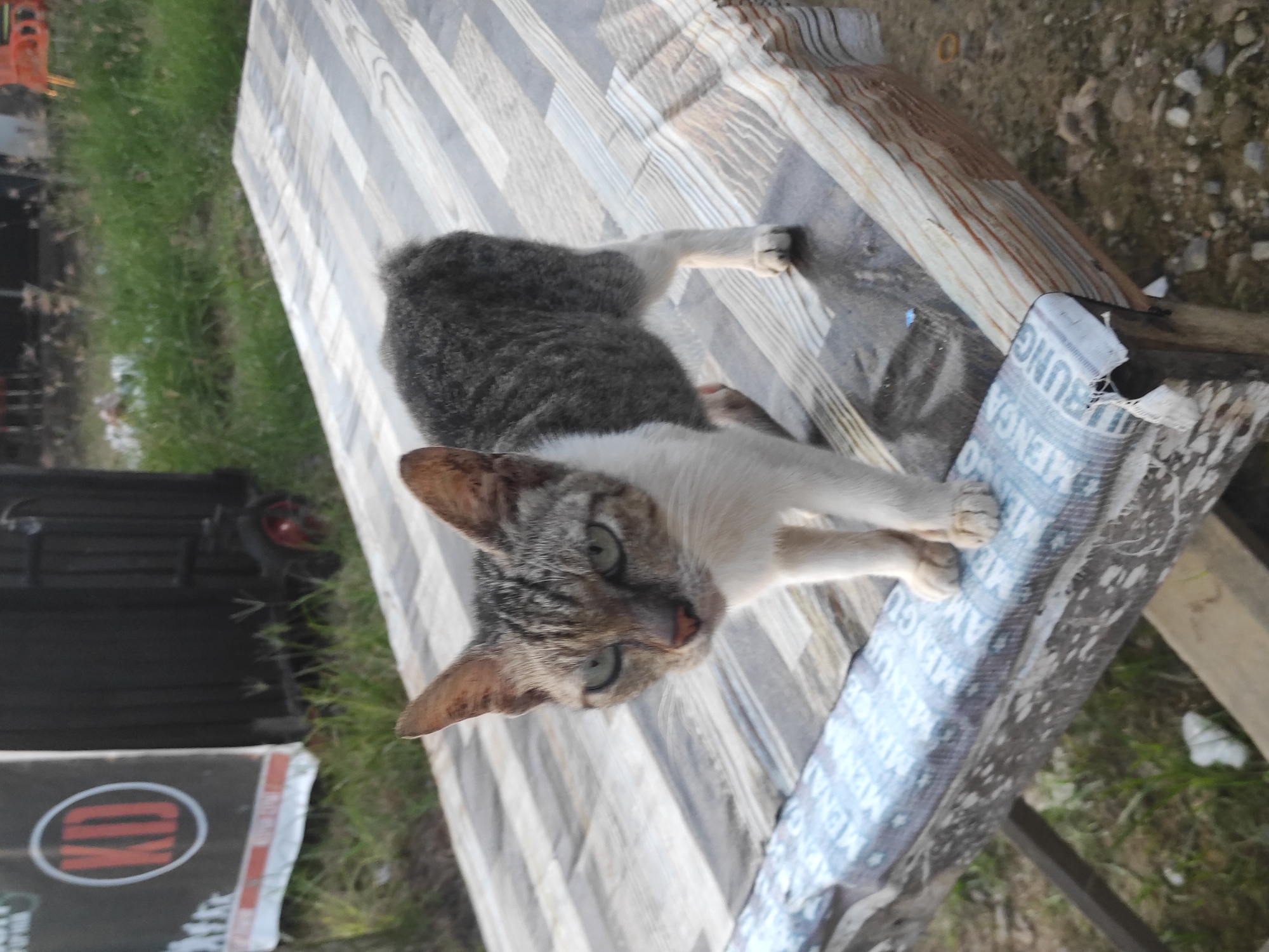 A cat with grey and white fur is lying on a striped table. The table is outdoors with grass and gravel visible in the background. A black object with a red and white logo is partially visible on the left side of the frame. A partially visible fertilizer bag is at the edge of the table. The table is located in a city of Lhokseumawe, Indonesia.