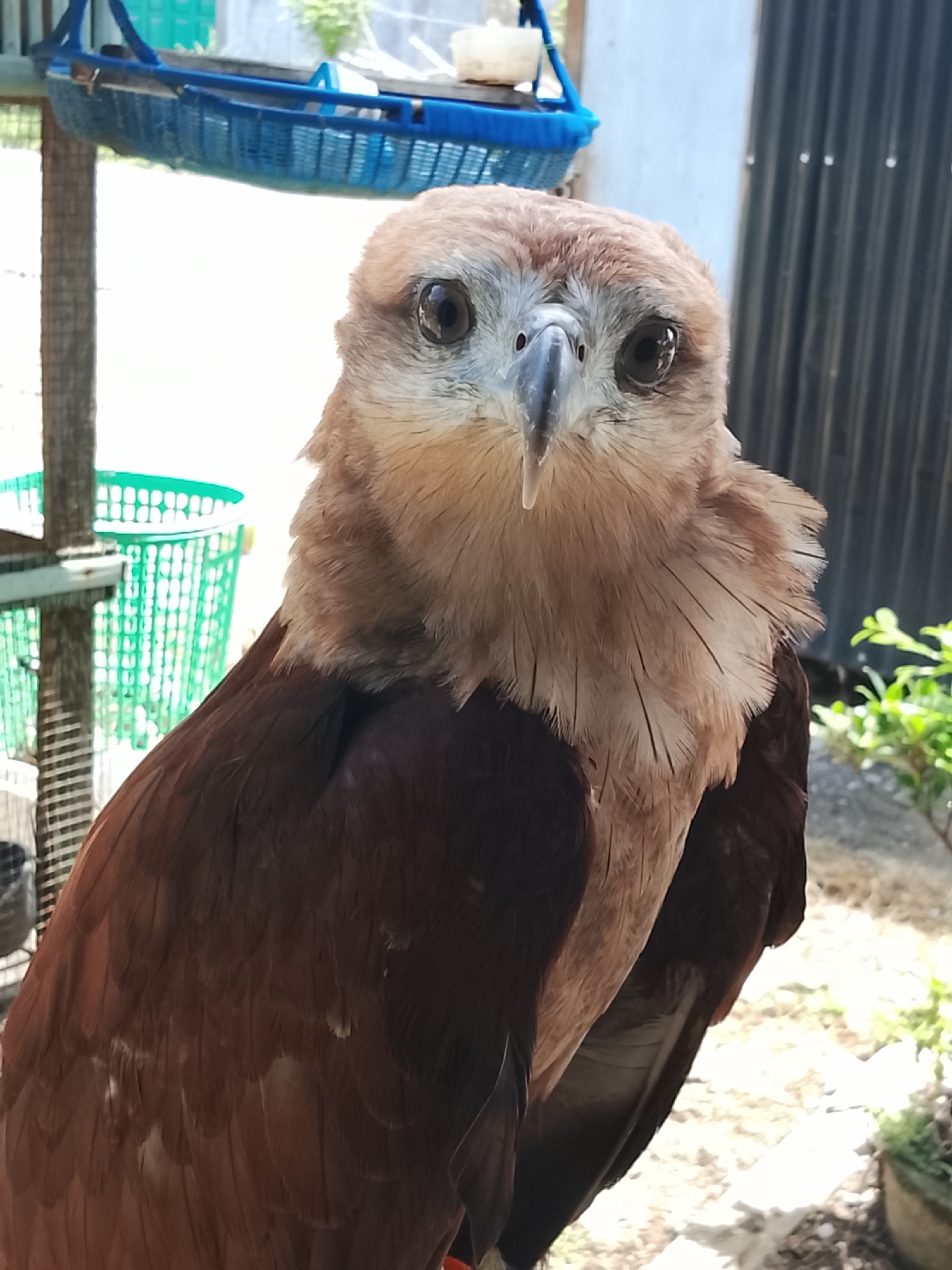 A close-up, eye-level, medium shot shows a Brahminy kite perched outdoors, facing the camera. The bird has light brown and white speckled plumage on its head and neck, with dark brown feathers on its chest and wings. Its beak is hooked and grey, and its eyes are dark and alert. In the blurred background, there are green and blue plastic baskets, a wooden structure, and a corrugated metal wall. Sunlight illuminates the scene. The location is Kuta Trieng, Indonesia.