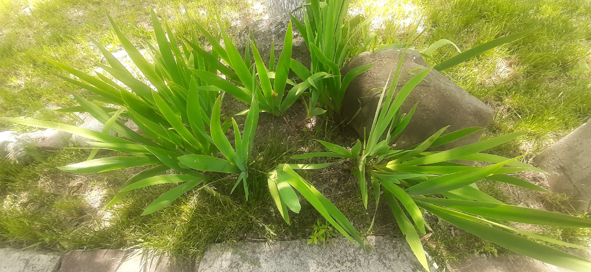 This is a close-up, top-down, medium shot of a cluster of green, sword-like plants growing in the ground. The plants have long, pointed leaves that fan out from the base. A large, grey, rounded rock is visible in the upper right portion of the image, partially surrounded by the plants. The ground appears to be soil covered with short green grass and some patches of dried grass. There are also some light-colored, irregular-shaped stones visible at the edges of the plant cluster, possibly forming a border. The lighting suggests it is daytime, with sunlight illuminating the scene and casting shadows. The image appears to be taken outdoors in a garden or park setting. There are no people or animals visible in the image. The context of Yessentukskaya, Russia is not visually evident within the image itself.