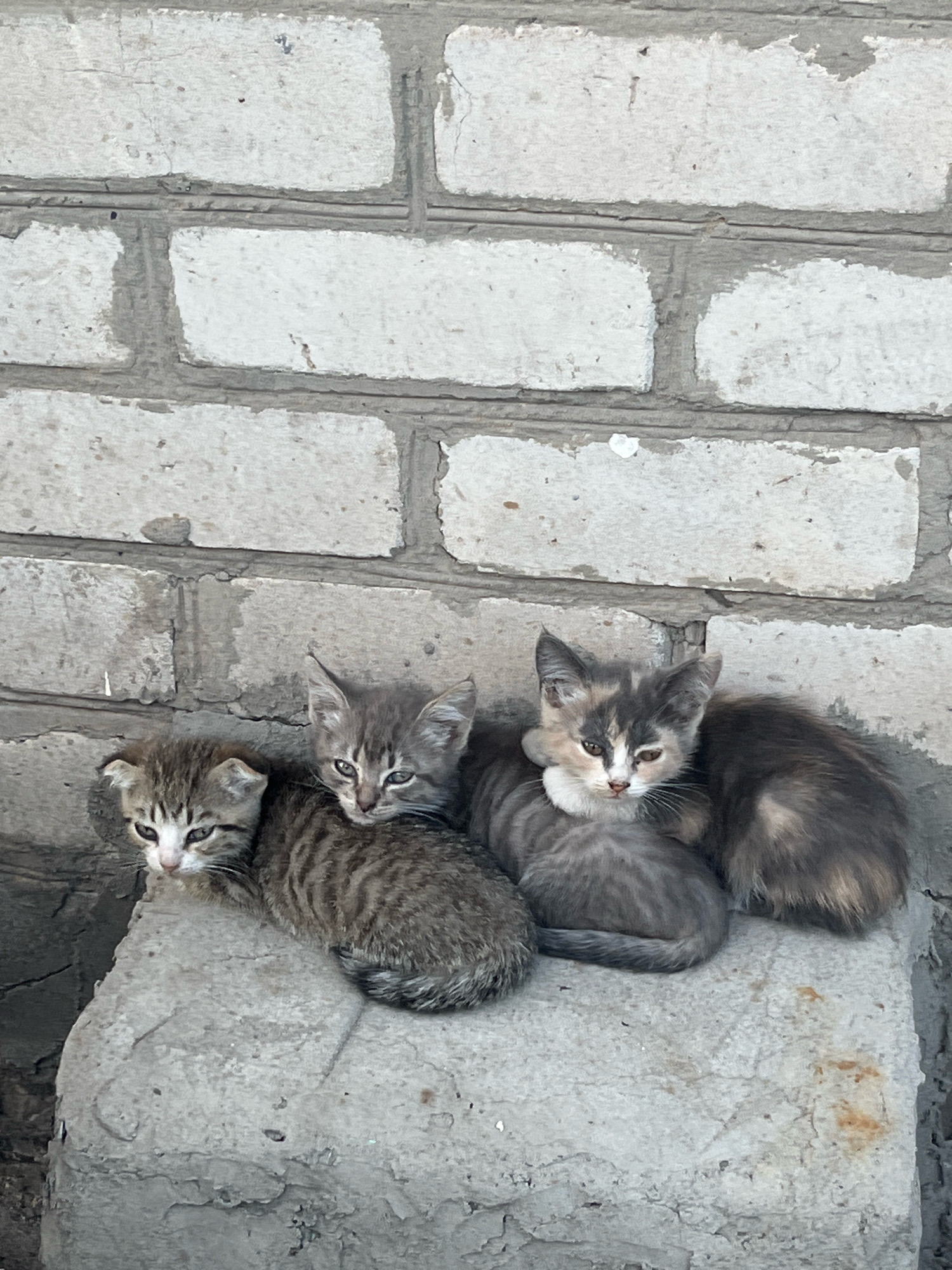 Four kittens are huddled together on a rough, textured concrete surface against a light-colored brick wall. The kittens appear to be of varying tabby patterns. From left to right, one kitten has a white face with dark tabby markings around its eyes and ears. Next to it, another kitten displays a classic brown tabby pattern. The third kitten from the left has a lighter gray and white face with a patch of darker gray fur on its head and body. The fourth kitten, partially obscured, has a dark gray and brown coat with lighter brown patches. The brick wall behind them is weathered and appears to be painted white, with visible gray mortar lines. The concrete surface they are resting on is rough and shows signs of wear, with some dirt and discoloration. The overall lighting suggests an outdoor setting, possibly during the day.