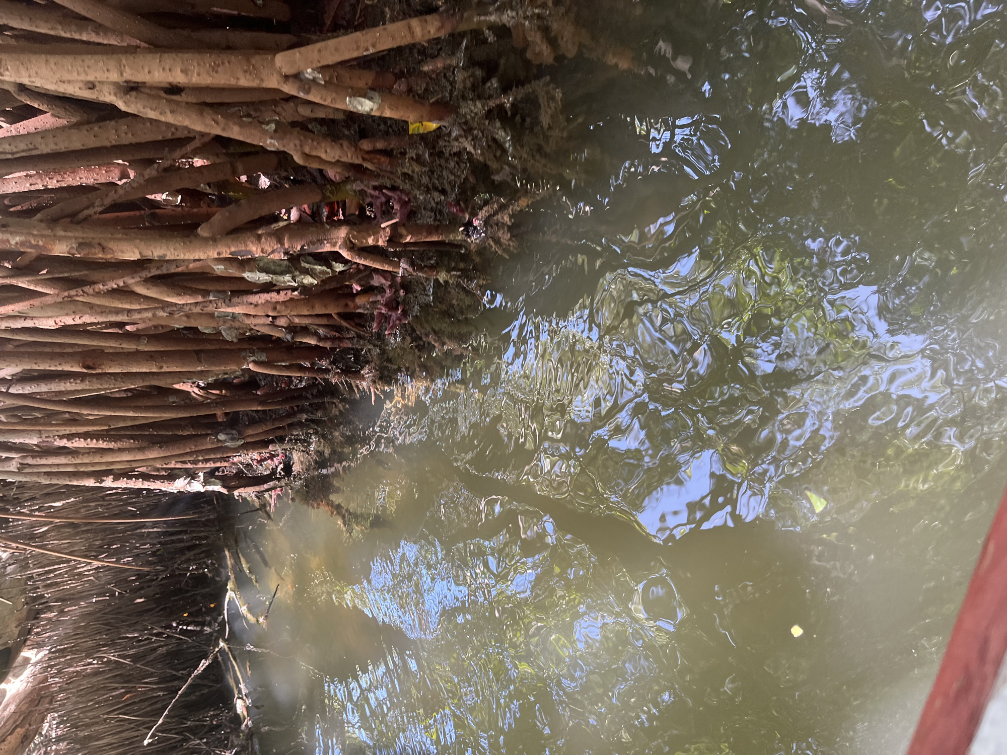 The image shows the edge of a body of water, likely a canal or bay, with dense mangrove roots and vegetation along the bank. The water appears murky and reflects light and shadows, creating a rippled effect. The mangrove roots are thick, brown, and exposed. The location is likely in or near La Restinga, Venezuela, known for its lagoons and mangrove ecosystems.