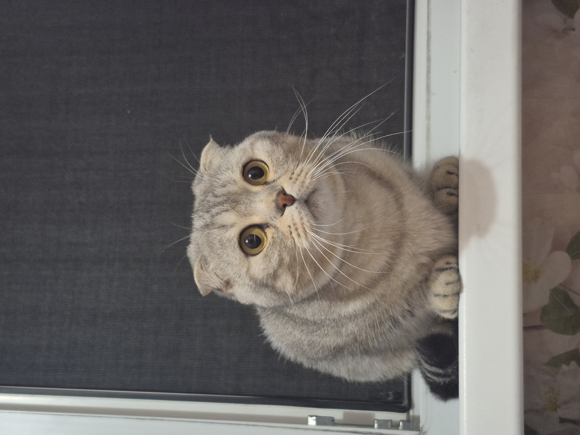 A Scottish Fold cat sits on a windowsill in Chaikovsky, Russia. The cat is light brown with darker tabby markings on its face and tail. It has large, round, yellow eyes and folded ears. The cat is facing the viewer and appears alert. The windowsill is white and appears to be part of a window with a dark gray screen behind it. The background is mostly dark gray, with some lighter gray areas on the left. There is a floral pattern visible on the surface below the windowsill. The image is taken from a slightly low angle.