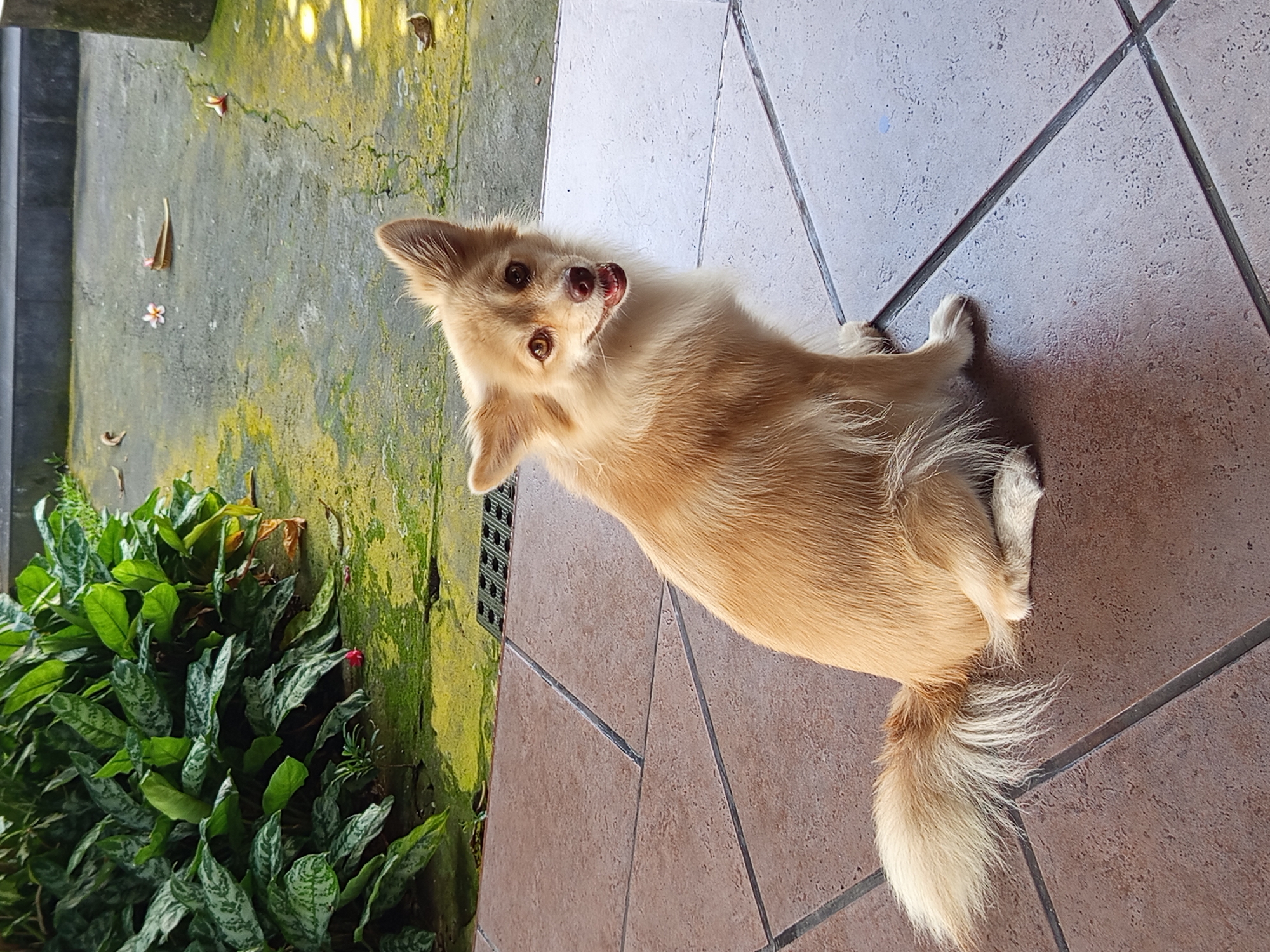 A tan and white medium-sized dog with a fluffy tail sits on a brown tiled surface. The dog is looking upward toward the camera. Behind the dog is a wall with green plants growing on it. The wall appears to be discolored with moss or algae. The scene is located in North Kuta, Indonesia.
