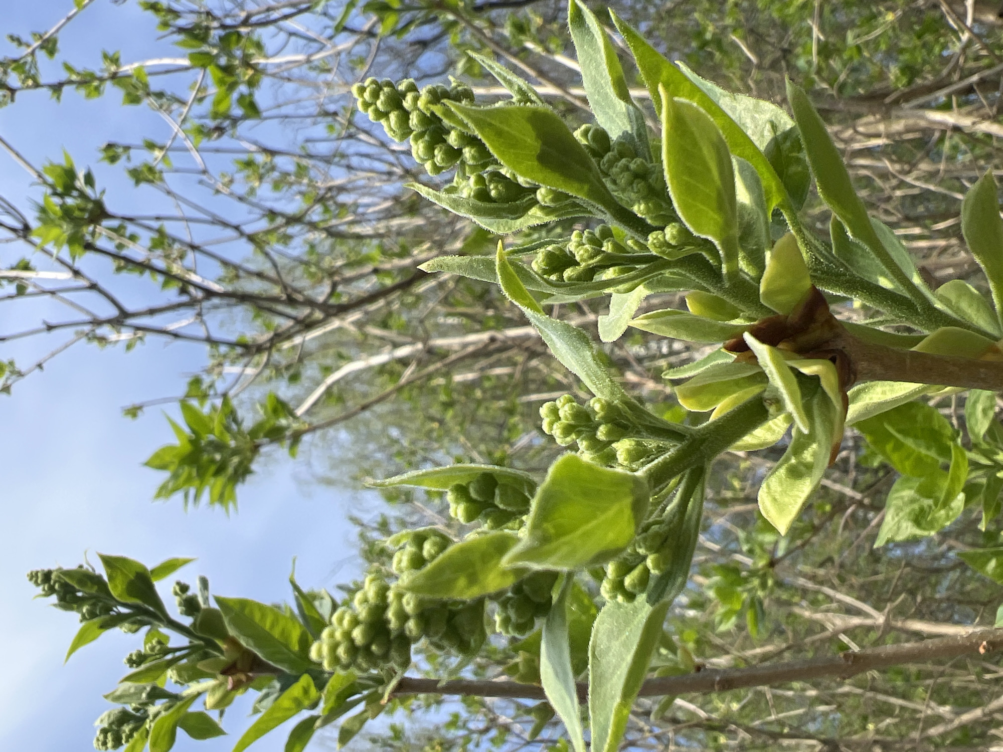 A close-up, low-angle shot shows a cluster of green flower buds and new leaves on a tree branch. The leaves are light green with slightly fuzzy textures. The buds are small, round, and densely packed together. The branch is light brown, with several smaller branches extending out. In the background, out-of-focus branches and twigs are visible against a light blue sky. The location is Ильинская Поляна Снт, Russia.