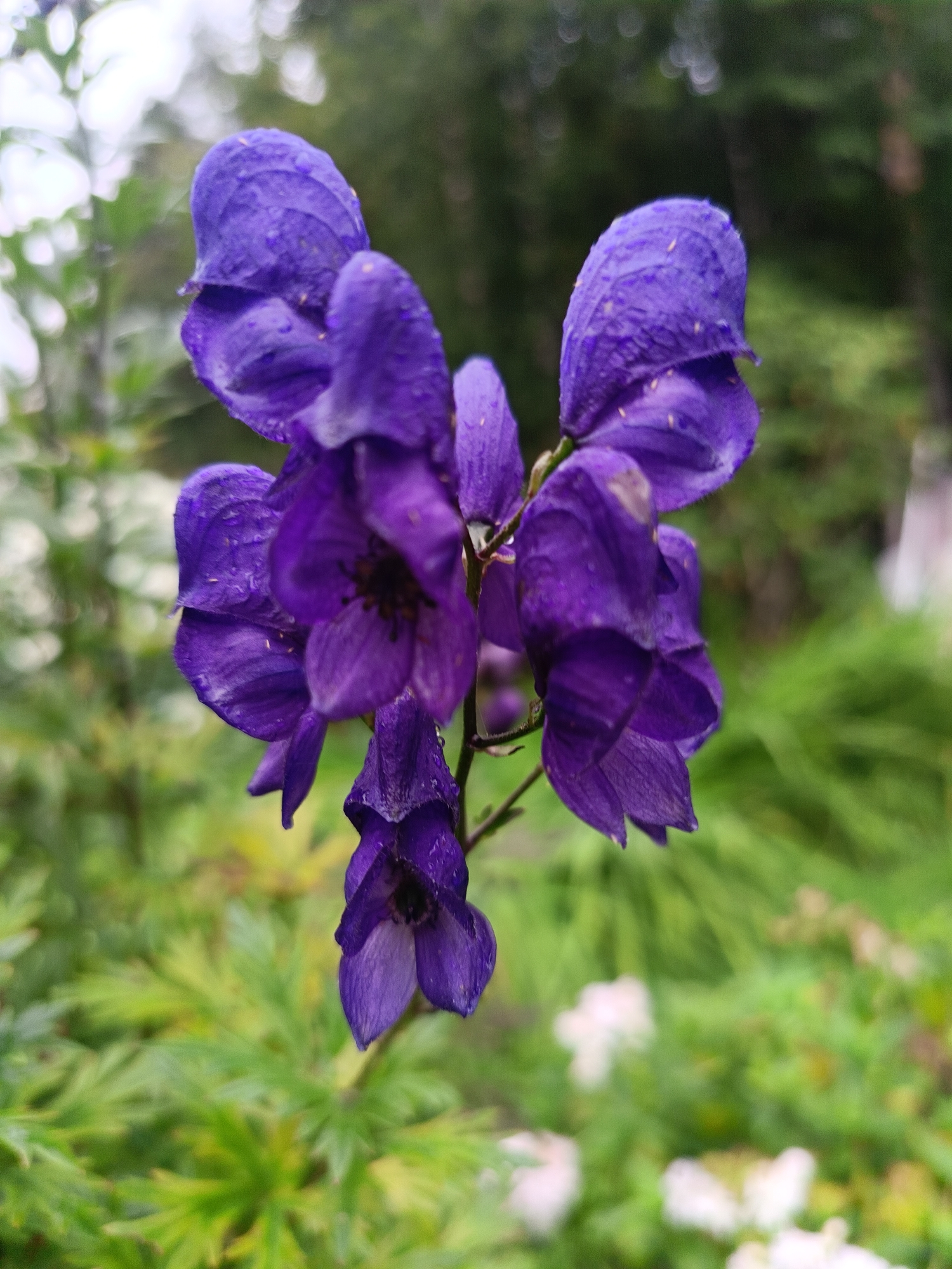 The image shows a close-up of a cluster of purple flowers with green foliage in the background. The flowers have a hooded shape and are covered in small water droplets. The background is blurred, suggesting a shallow depth of field, and consists of green leaves and some indistinct white flowers. There is no indication of people or any specific location within the city of Vishnovka, Russia. The scene appears to be a natural outdoor setting, likely a garden or park.