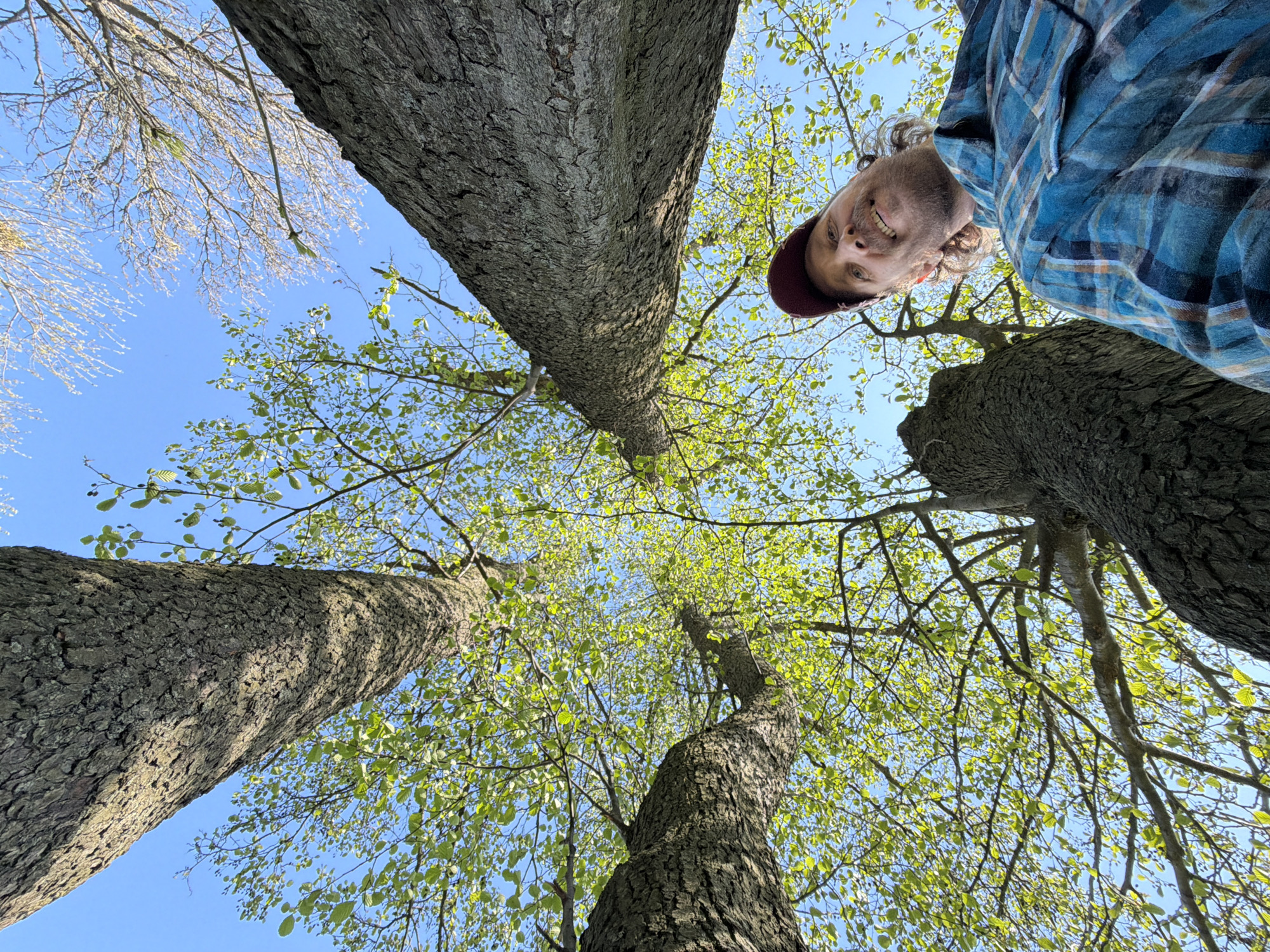 The photograph is taken from a low-angle perspective, looking upwards at several tall trees and a man. The trees have thick, textured bark and are budding with new green leaves. In the background, a clear blue sky is visible, suggesting a sunny day. A man with a beard, wearing a maroon cap and a blue plaid shirt, is visible in the upper right corner of the frame, looking down at the camera. Bare branches of another tree are visible to the left. The scene suggests a natural environment, possibly a park or forest. The image may be taken in Saint Petersburg, Russia.