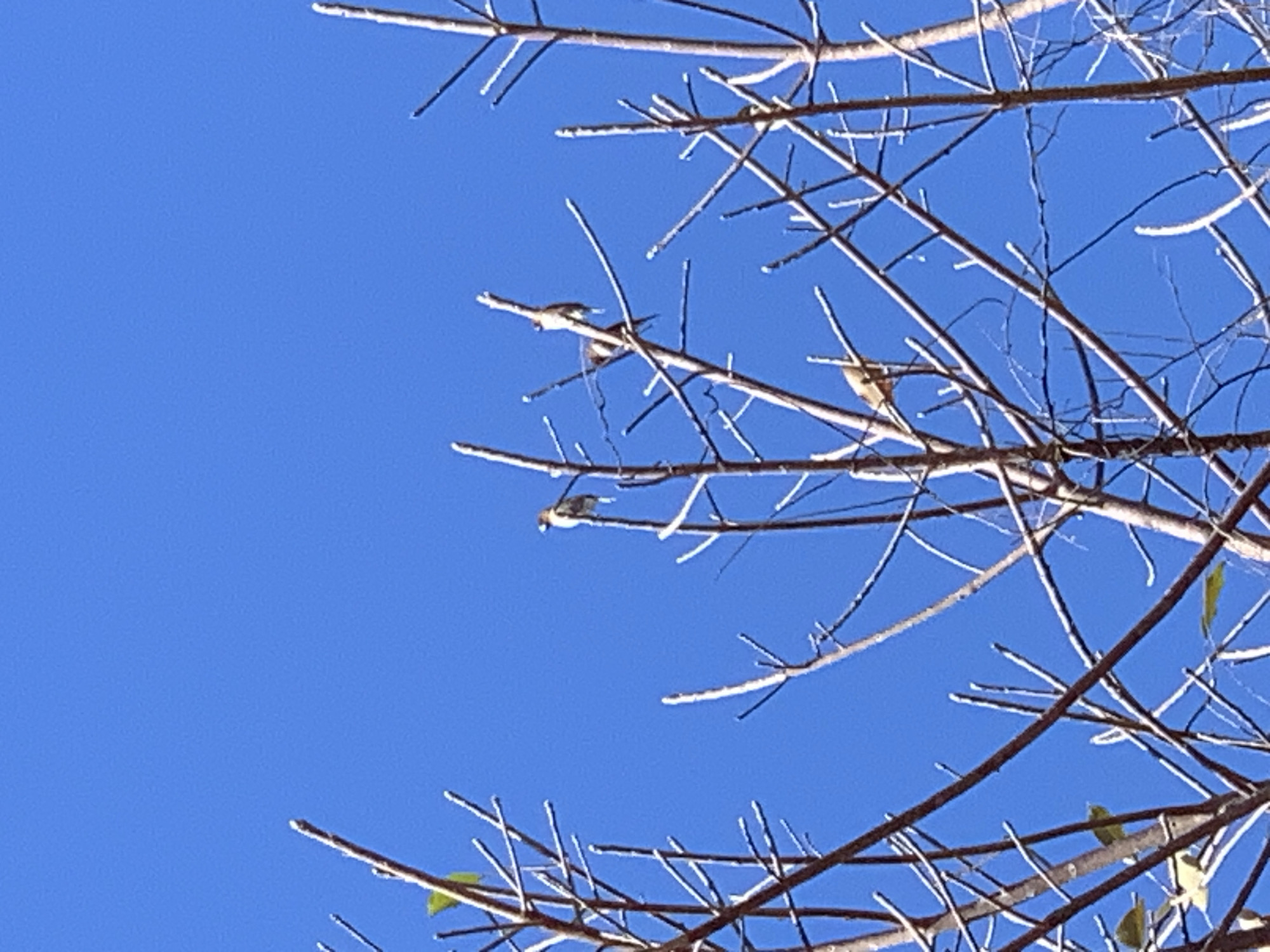 The image, taken from a low angle, shows several bare tree branches against a clear blue sky. Three small birds are perched on the branches. The location is บ้านบางรักษ์, Thailand, inferred from GPS metadata not visible in the image. The tree branches are thin and primarily bare, though a few green leaves are visible at the bottom right of the frame. The birds are small and appear to be passerines, possibly songbirds or finches. They are positioned at different points along the branches.