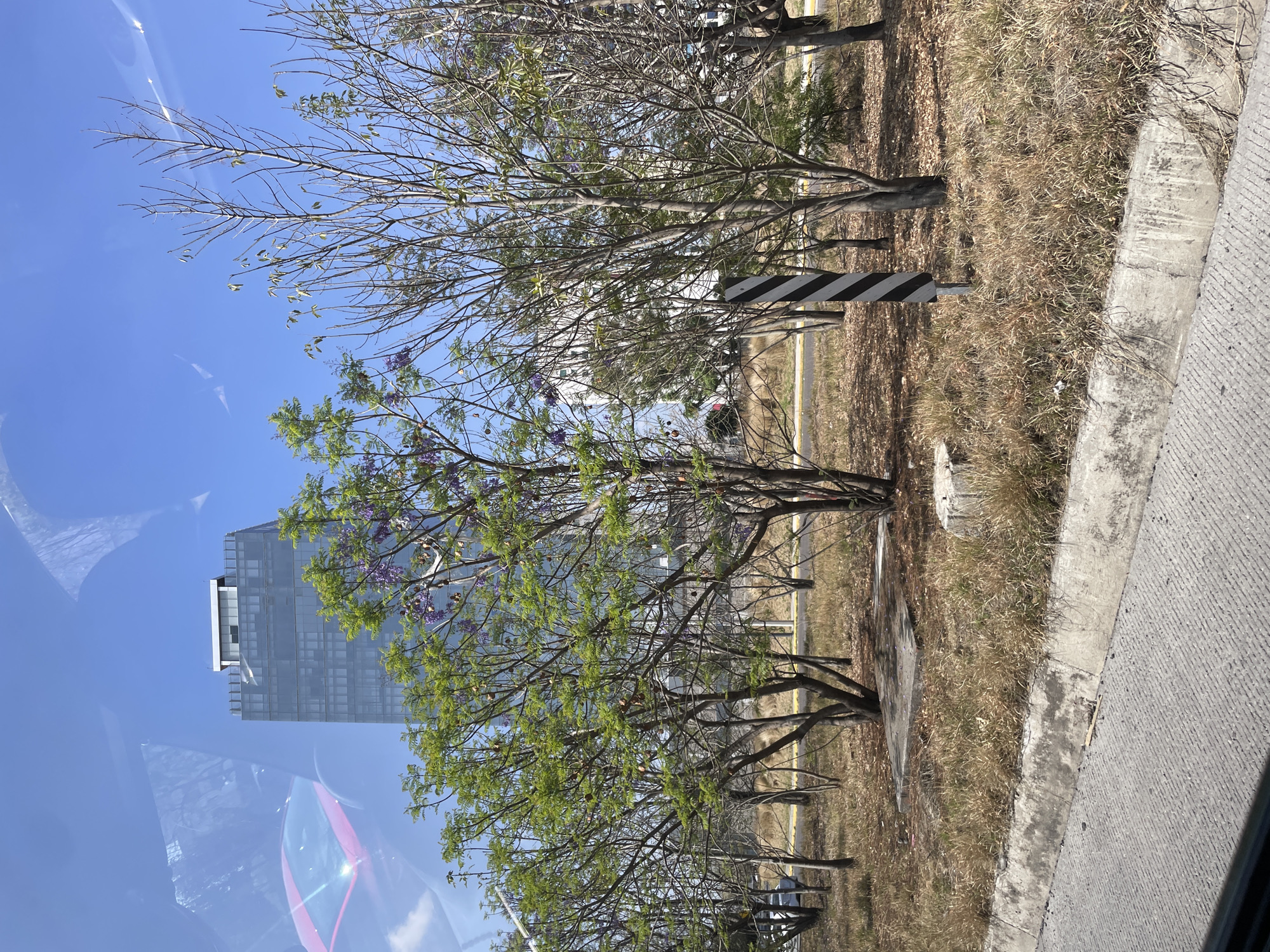 The image shows a view through a window, possibly of a vehicle. The outside scene features a row of trees with sparse foliage. A black and white striped sign is visible near the trees. The ground is covered with dry grass and a concrete curb runs along the edge. In the background, a tall, modern building is visible, reflected in the window. Based on the prompt, this scene is in San Bernardino Tlaxcalancingo, Mexico. There are no people visible in the image.