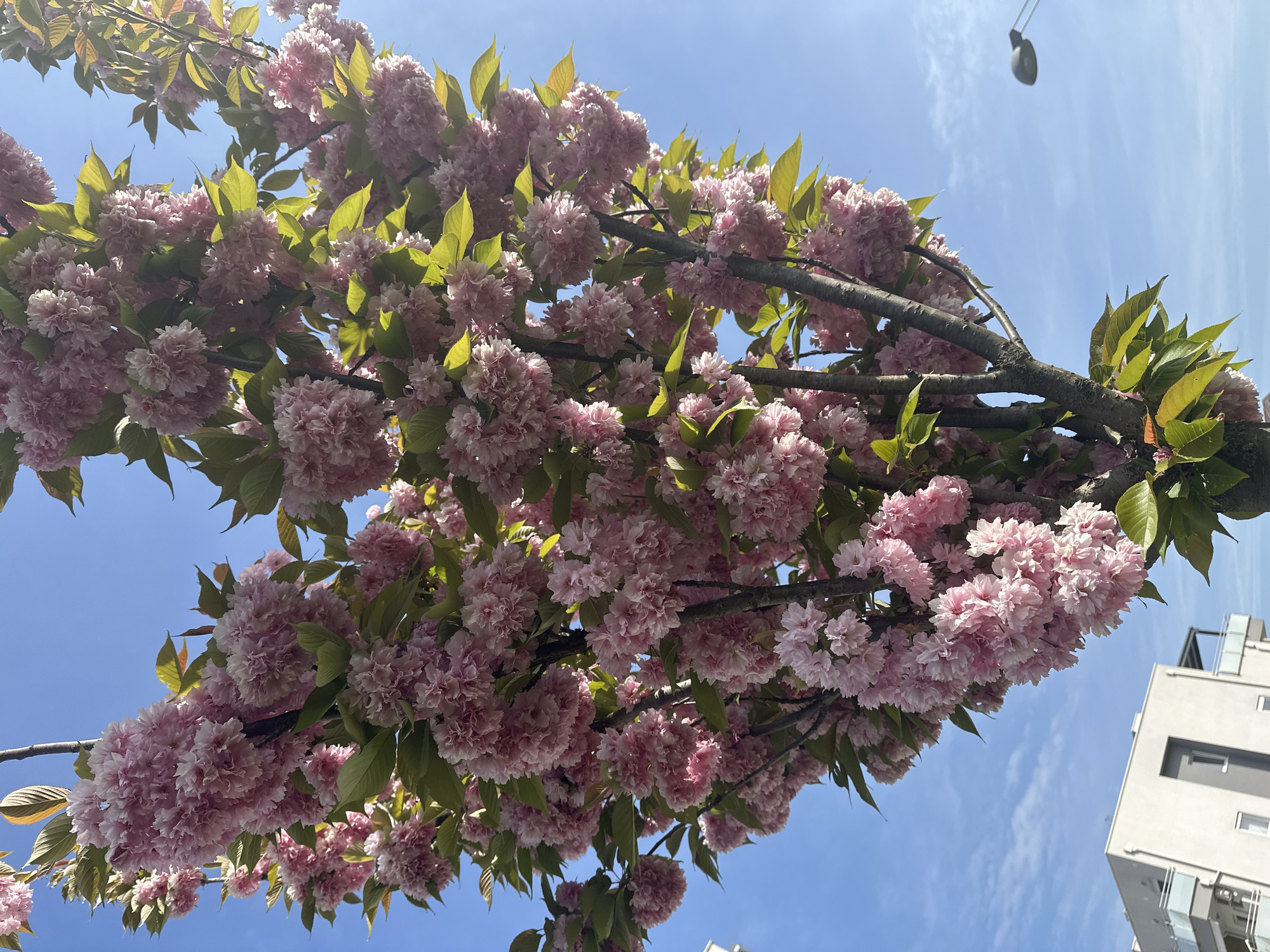 The image shows a close-up, upward-angled view of a tree branch laden with pink blossoms and green leaves. The flowers are dense and clustered, creating a fluffy effect. The tree branches are brown and slightly rough in texture. The background reveals a clear, blue sky. In the upper-right corner, a portion of a street light is visible, and the side of a modern building, is seen in the lower-right corner. The scene is located in Zagreb, Croatia.