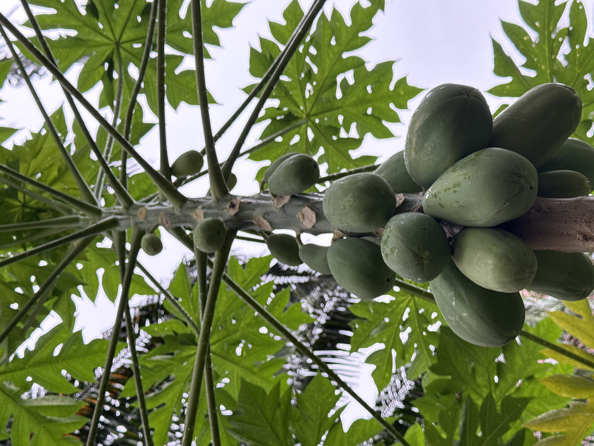 A low-angle shot captures a papaya tree laden with numerous green papayas, set against a bright, overcast sky. The papayas vary in size and shape, with some appearing elongated and others more rounded. They are clustered together along the thick, grey trunk and branches of the tree, which is covered in large, green, palmate leaves with serrated edges. The leaves have numerous small holes and are speckled with what appear to be water droplets. The background shows more foliage and suggests an outdoor environment. The image is sharp and detailed, highlighting the texture of the papayas and leaves. The location of the image is stated to be in Nanshan District, China.
