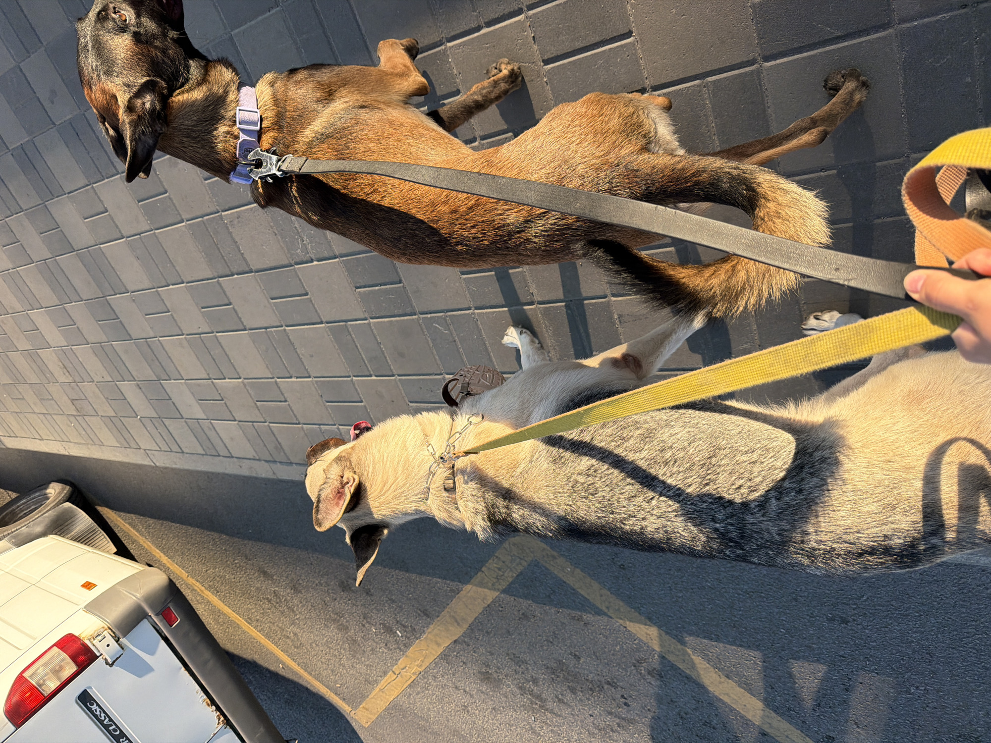 An overhead, slightly angled medium shot captures two dogs on leashes, walking on a grey paved walkway next to a road. The dog on the left has tan and grey fur and is wearing a metal chain collar, attached to a bright yellow leash. The dog on the right has reddish-brown fur and is wearing a light purple collar with a metal clip, attached to a black leash. Both dogs are facing away from the camera, looking to the right. In the background, to the left of the frame, a white van is parked. The scene is illuminated by golden hour sunlight, casting long shadows from the dogs and the van onto the pavement and road. The image was taken on a street in Rostov-on-Don, Russia, near the city's botanical garden.