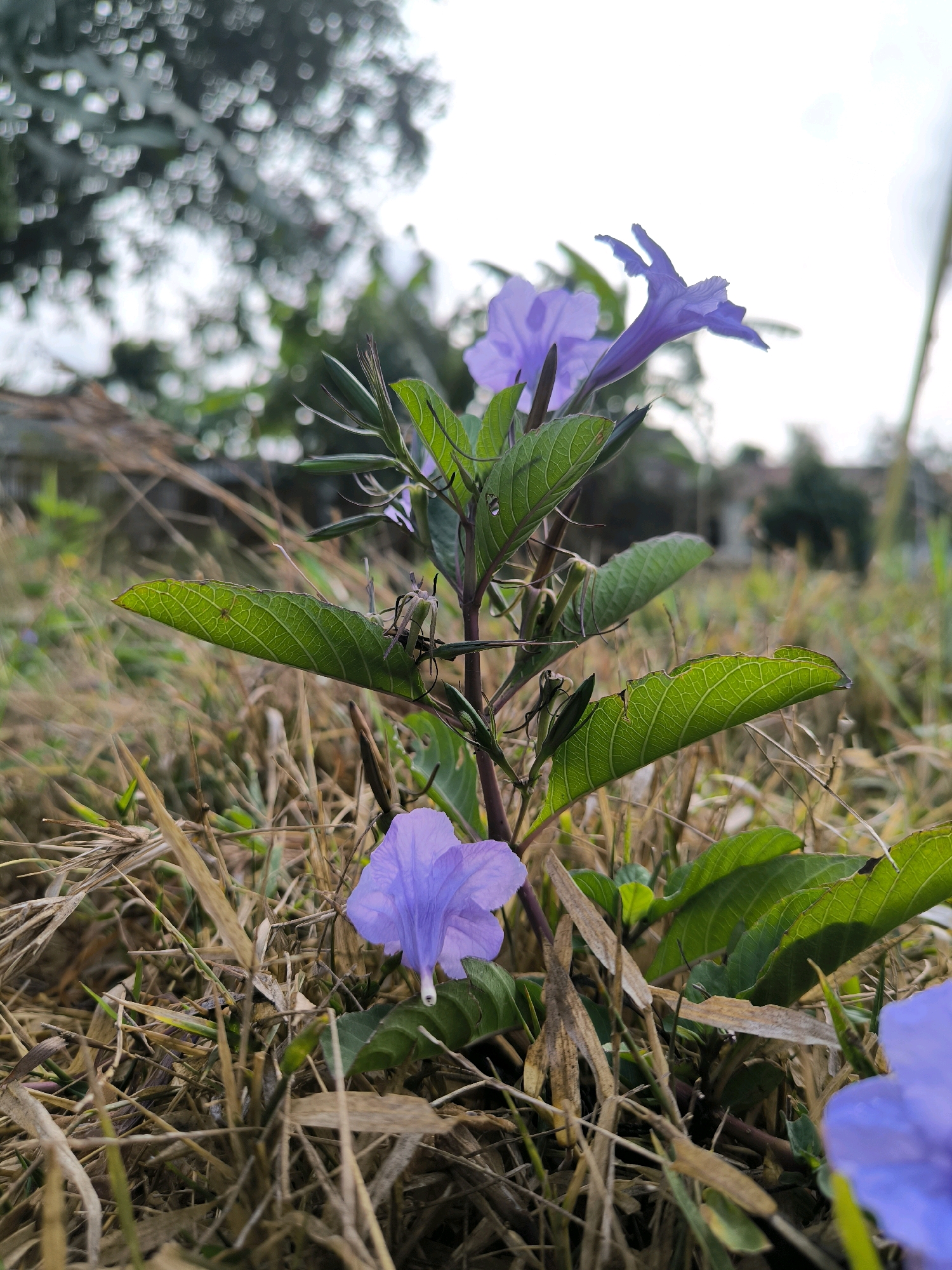 A low-angle shot captures a small purple flower with a dark stem and green leaves in the foreground, surrounded by dry grass. The flower is delicate with five petals and a trumpet-like shape. In the background, out-of-focus trees and a building can be seen, suggesting an outdoor setting. The sky is overcast. This scene is likely located in Karanganyar, Indonesia, a region known for its natural beauty and agricultural landscapes.