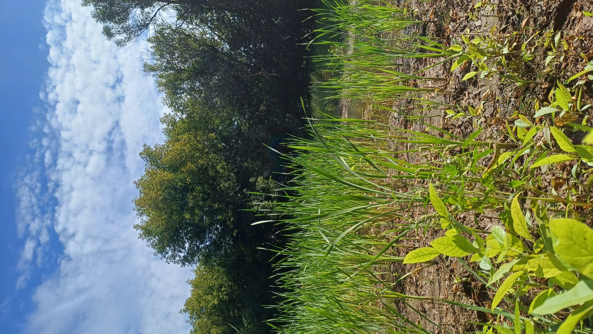 A low-angle shot captures tall, vibrant green reeds in the foreground, growing in damp, muddy soil. Behind the reeds, a placid body of water reflects the sky. The middle ground is dominated by a dense line of lush green trees, their leaves varied in shade and texture. The background features a bright blue sky dotted with fluffy white clouds. There are no people or animals visible in the image. The scene appears to be a natural landscape, possibly a wetland or riverbank, within or on the outskirts of Izhevsk, Russia, given the type of vegetation and climate suggested by the foliage and sky.