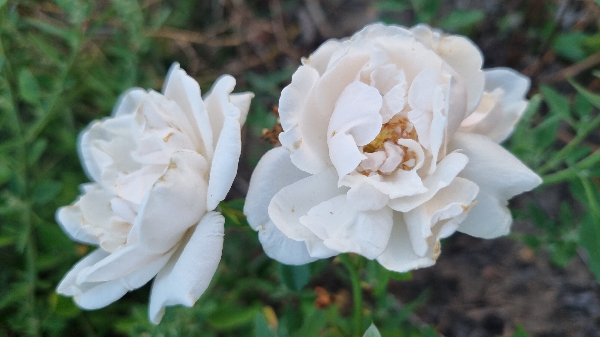 The image shows two white roses in bloom, positioned in the foreground. The rose in the lower foreground is closer and more in focus, revealing intricate petal details and a yellow center. The rose above it is slightly out of focus, with its petals elegantly layered. The background consists of blurred green foliage and darker, out-of-focus ground. The lighting suggests it is daytime, possibly morning or late afternoon, with soft shadows. The scene is devoid of any human presence or activity. There is no visible indication of the specific location within Berehove, Ukraine, as the image focuses solely on the natural subject matter.