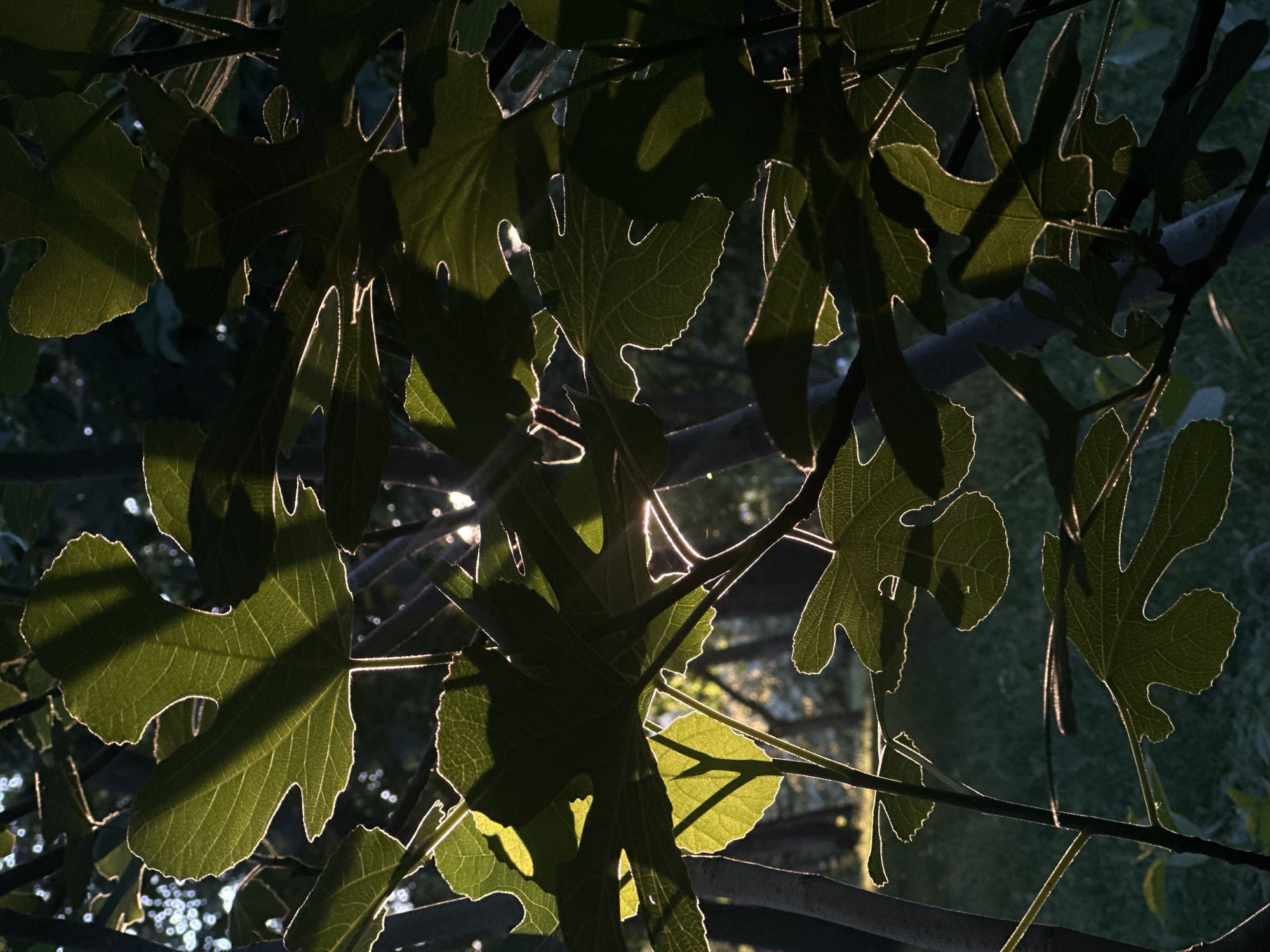 The image shows a close-up of backlit fig leaves, with sunlight streaming through them and casting shadows. The leaves are a deep green, with their edges illuminated by the light. The background is blurred, showing trees and greenery, suggesting an outdoor setting in a park or garden. The image appears to be taken in the city of Sofia, Bulgaria, as indicated by the context provided. There are no people or animals visible in the image, and no specific actions or interactions are depicted. The environment is natural, with dense foliage and sunlight filtering through.