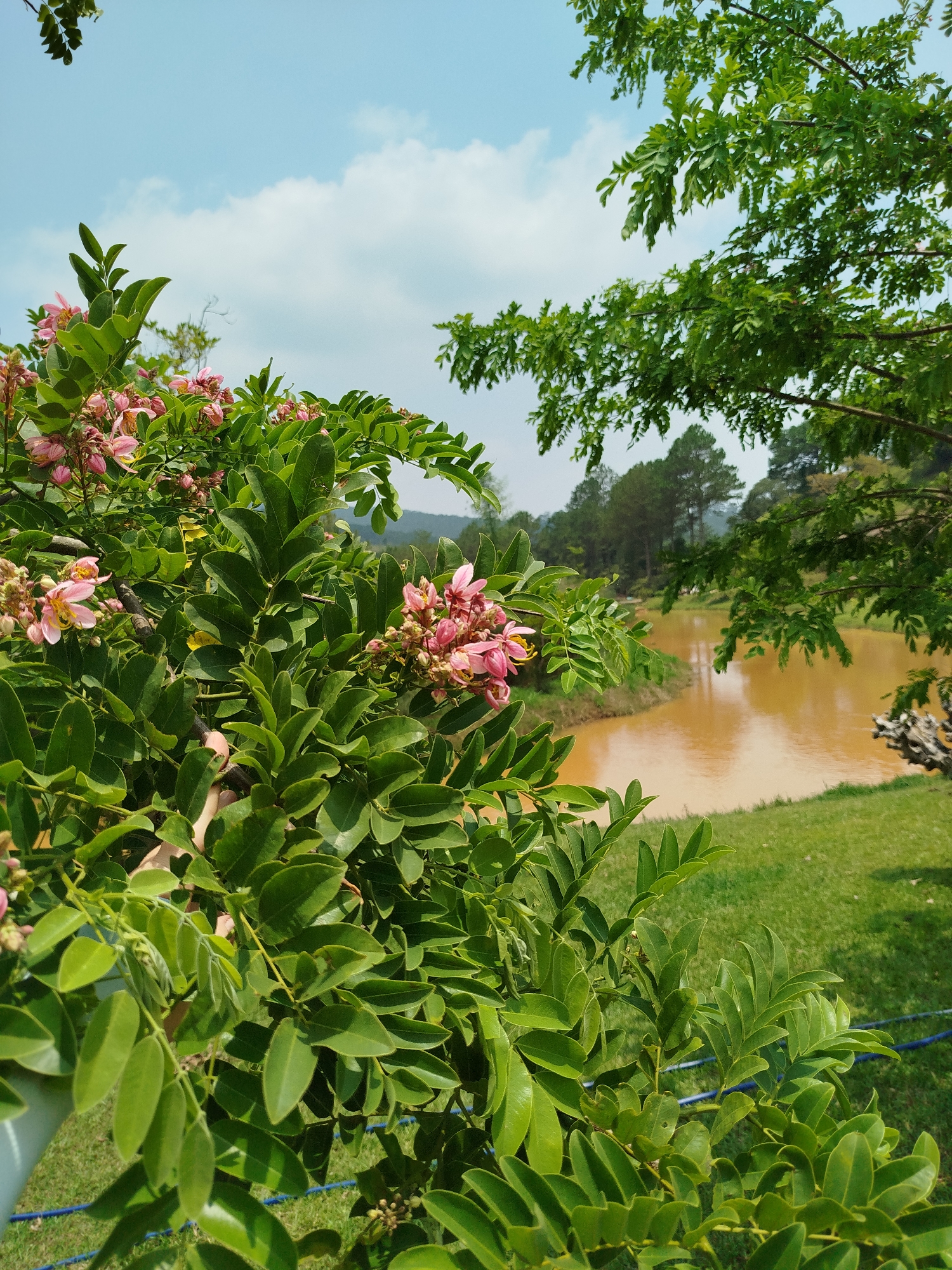 The image depicts a landscape in Đa Nghịt 1, Vietnam, featuring a body of water, likely a lake, with brownish water color. The foreground is dominated by lush greenery, including a flowering bush with pink blossoms and dense green foliage. A tree with fern-like leaves is visible to the right, partially framing the scene. The lake is surrounded by grassy banks and distant trees, some of which are coniferous. The sky is blue with scattered white clouds. No people are visible.